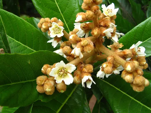 Loquat (Eriobotrya Japonica) — is a valued addition to the landscape; measuring up to 12 inches long
