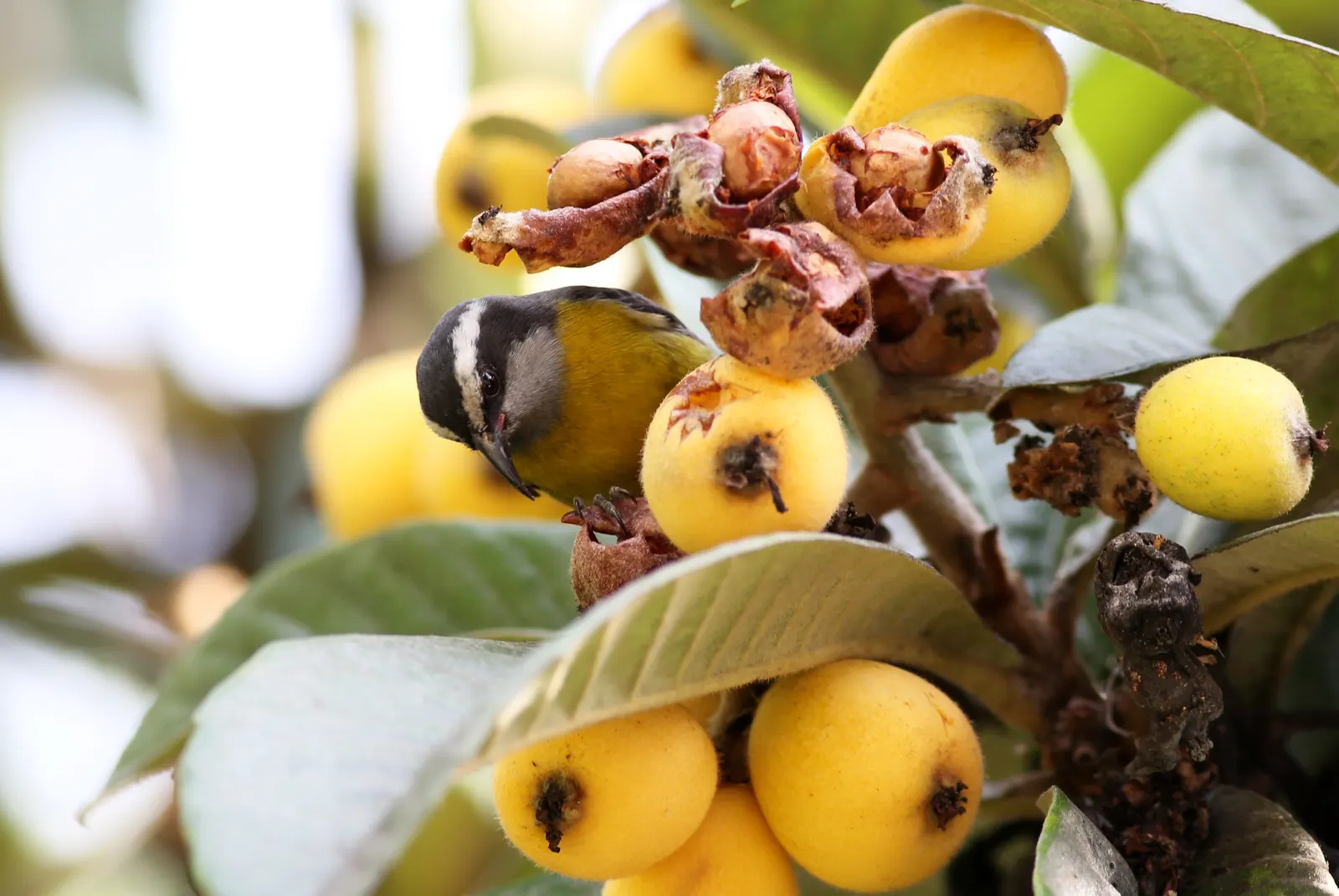 Loquat (Eriobotrya Japonica) — Loquats require well-drained soil and full sun to partial shade; tree for full or half