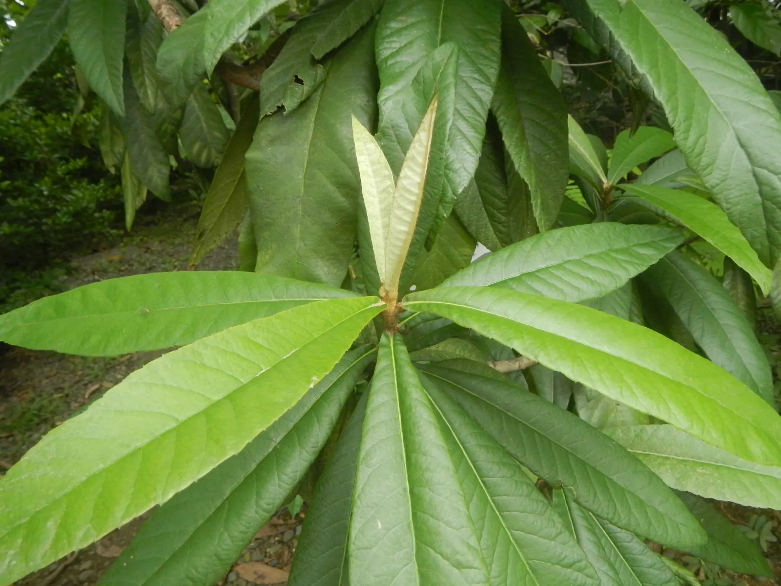 Loquat (Eriobotrya Japonica) — though well-draining soil is ideal; white flowers in the garden, image 119