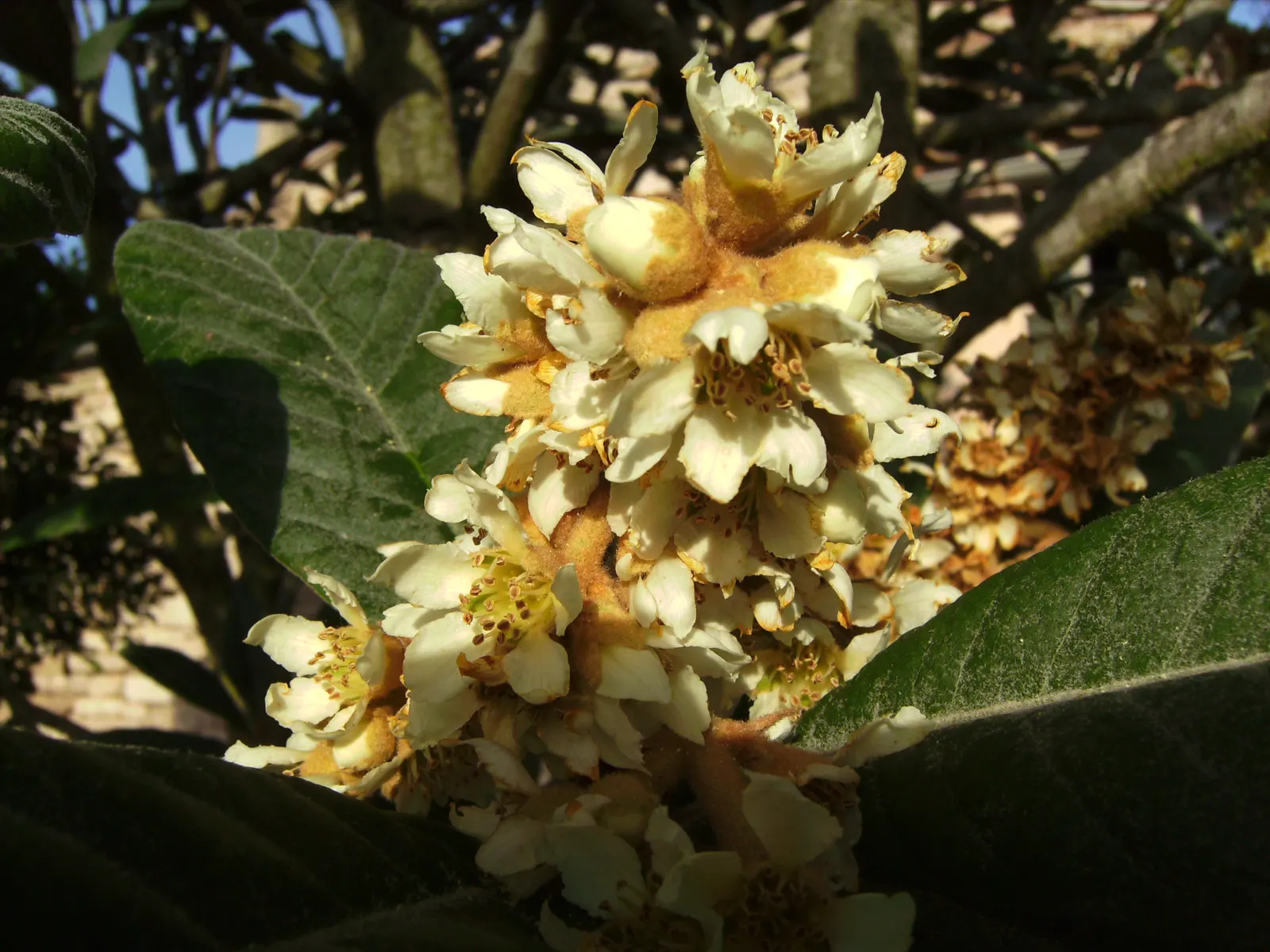 Loquat (Eriobotrya Japonica) — Fragrant white blooms appear in fall, with fruit ripening in late winter to spring; the Loquat can tolerate temperatures down to
