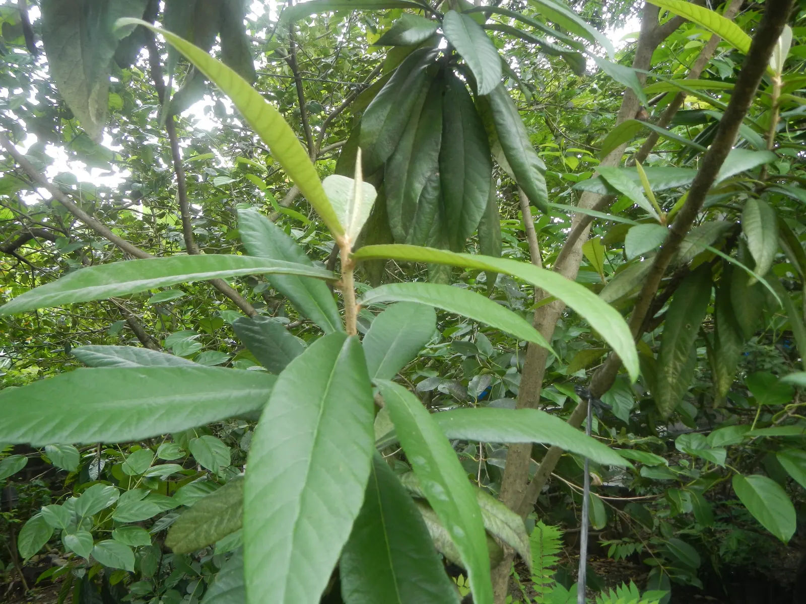 Loquat (Eriobotrya Japonica) — yet it is the late frosts that sometimes threaten the fruit set; transitioning from green to yellow or orange when, image 122