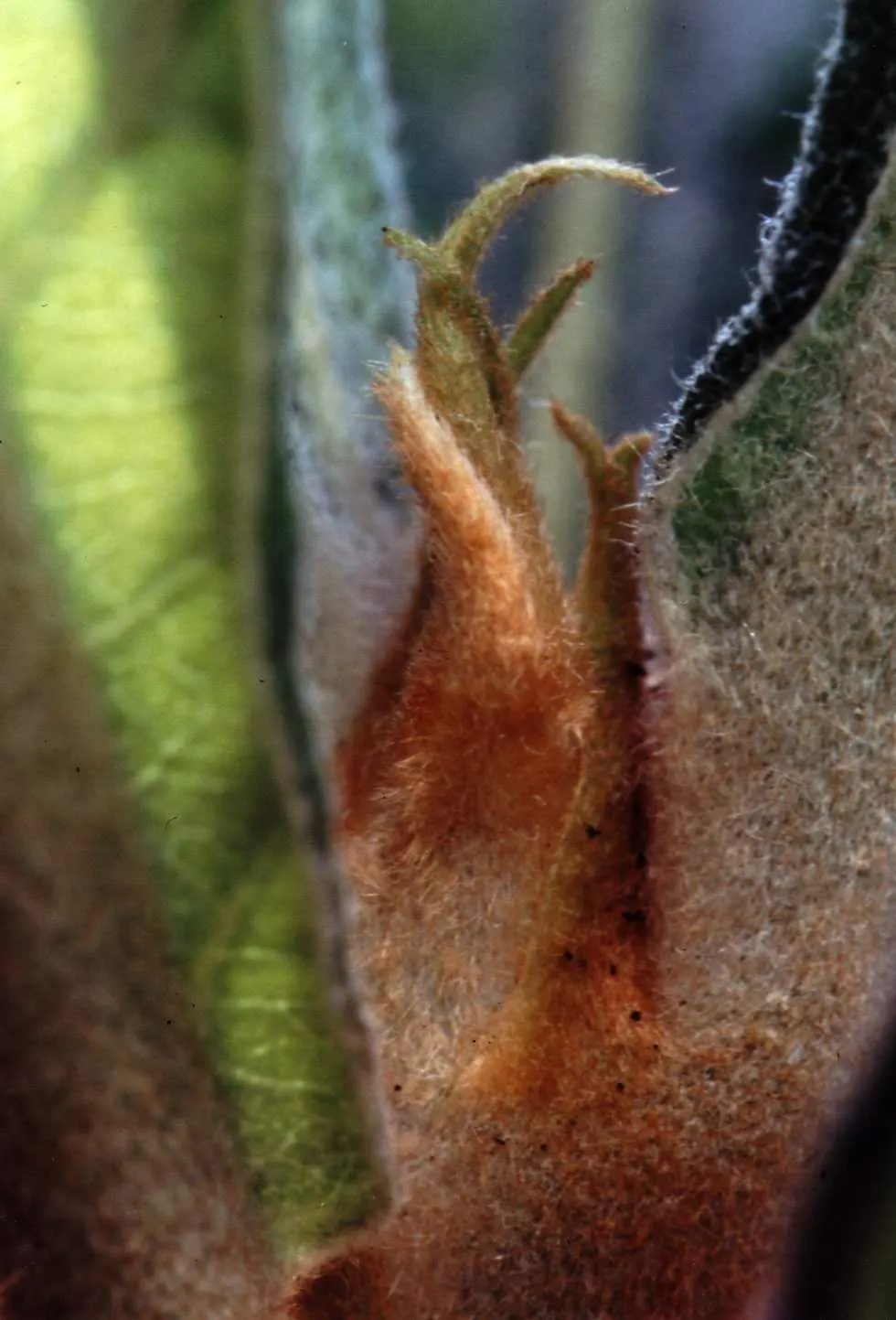 Loquat (Eriobotrya Japonica) — scientifically known as Eriobotrya japonica; is a valued addition to the landscape