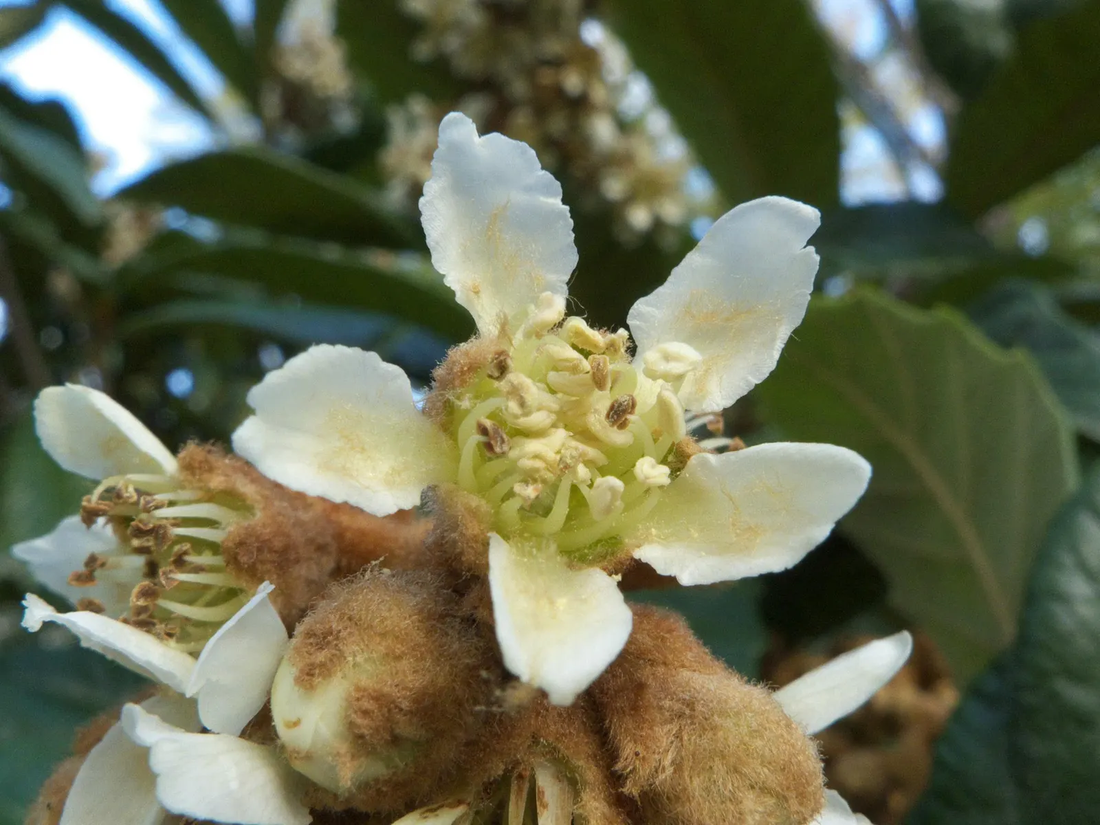 Loquat (Eriobotrya Japonica) — tree for full or half