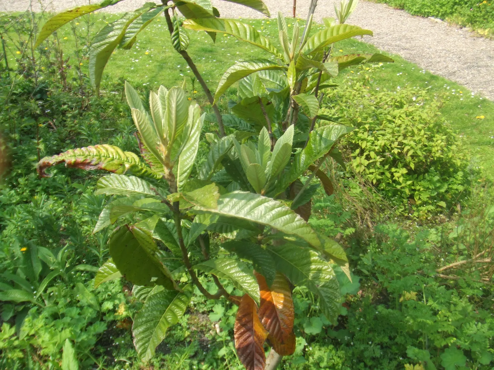 Loquat (Eriobotrya Japonica) — Its large, leathery leaves are dark green on top and downy white underneath; have a smooth or slightly fuzzy skin