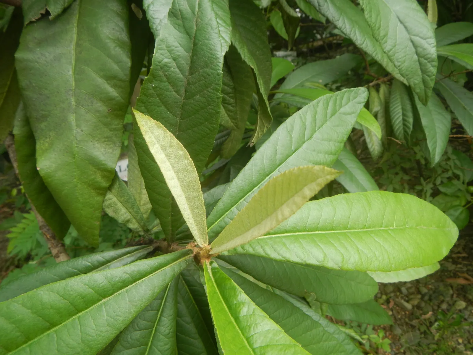 Loquat (Eriobotrya Japonica) — the Loquat serves well as both an ornamental feature and a practical; the Loquat (Eriobotrya japonica) is an, image 124