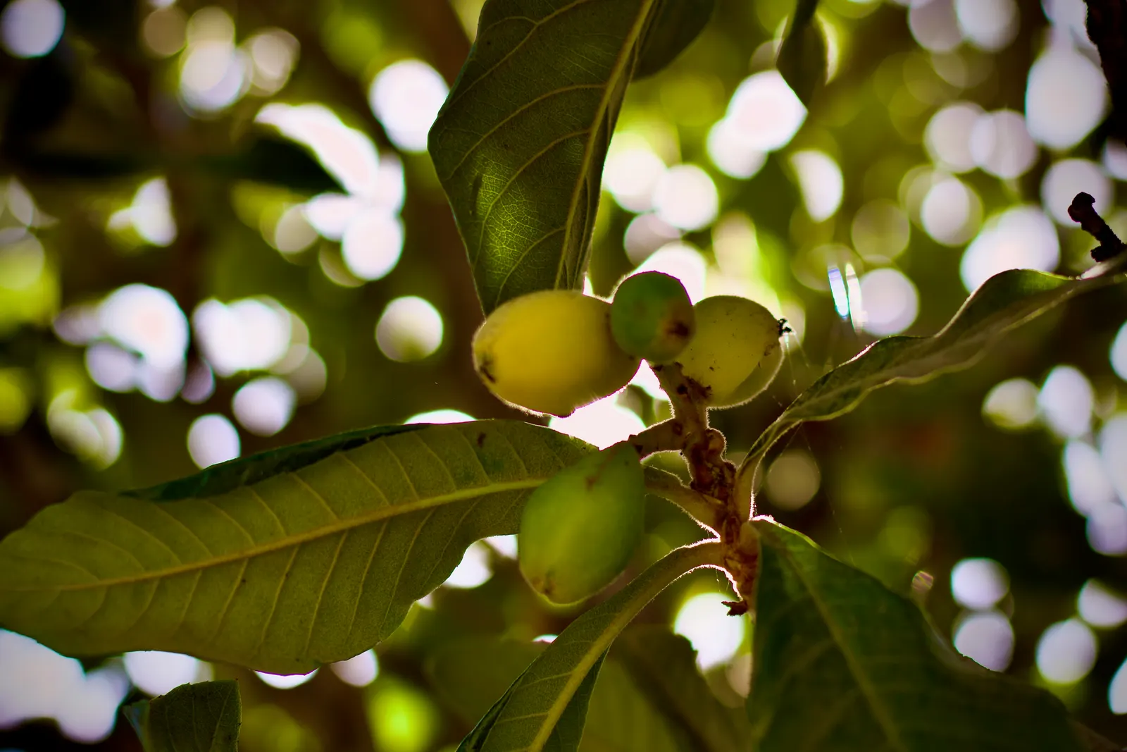 Loquat (Eriobotrya Japonica) — The Loquat (Eriobotrya japonica) is an evergreen shrub/tree native to southeastern China; fragrant white blooms appear in fall