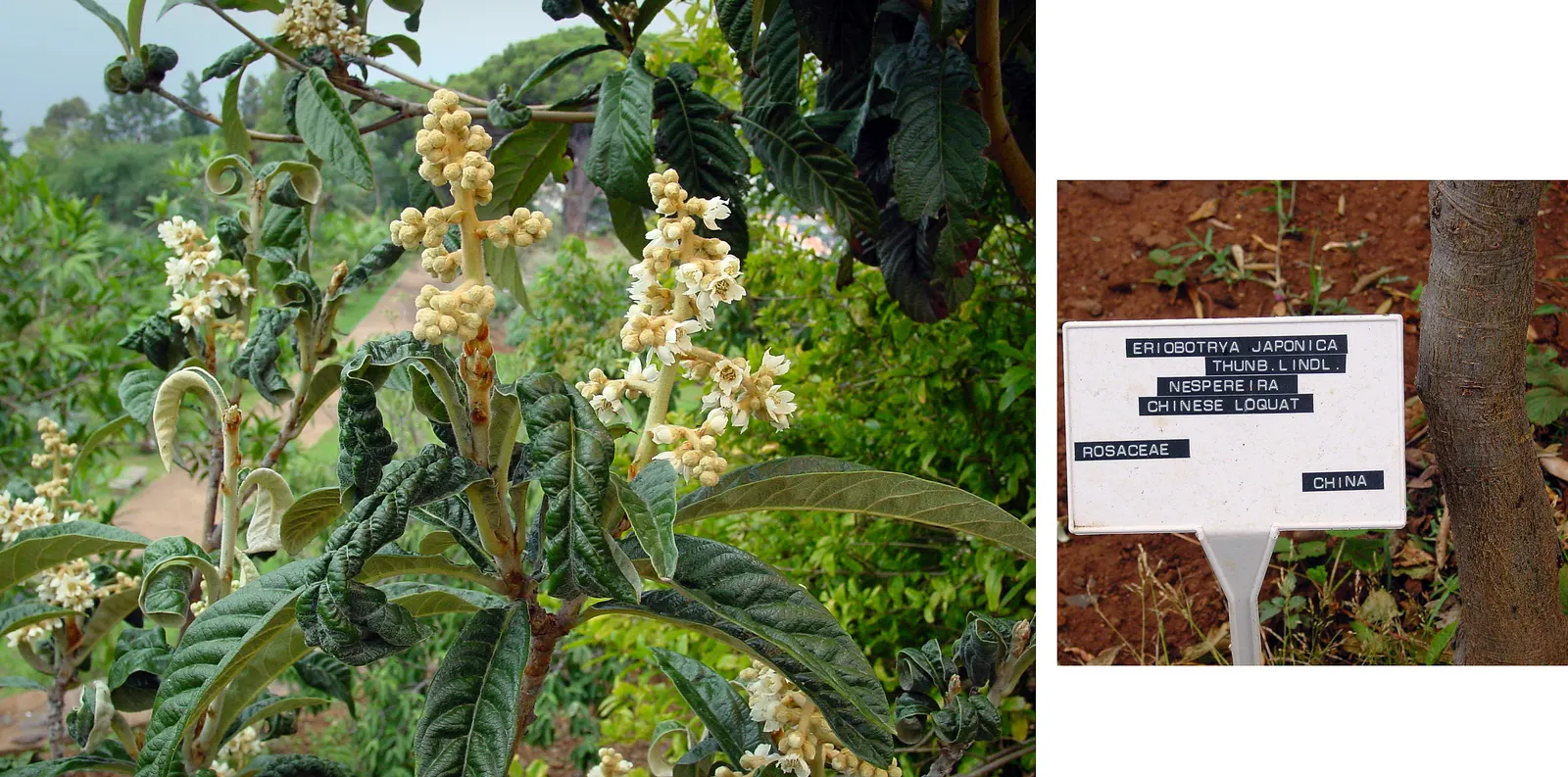Loquat (Eriobotrya Japonica) — Grown for its attractive foliage and sweet, tangy fruit, it typically reaches 10-30 feet tall and wide; showcasing a rounded