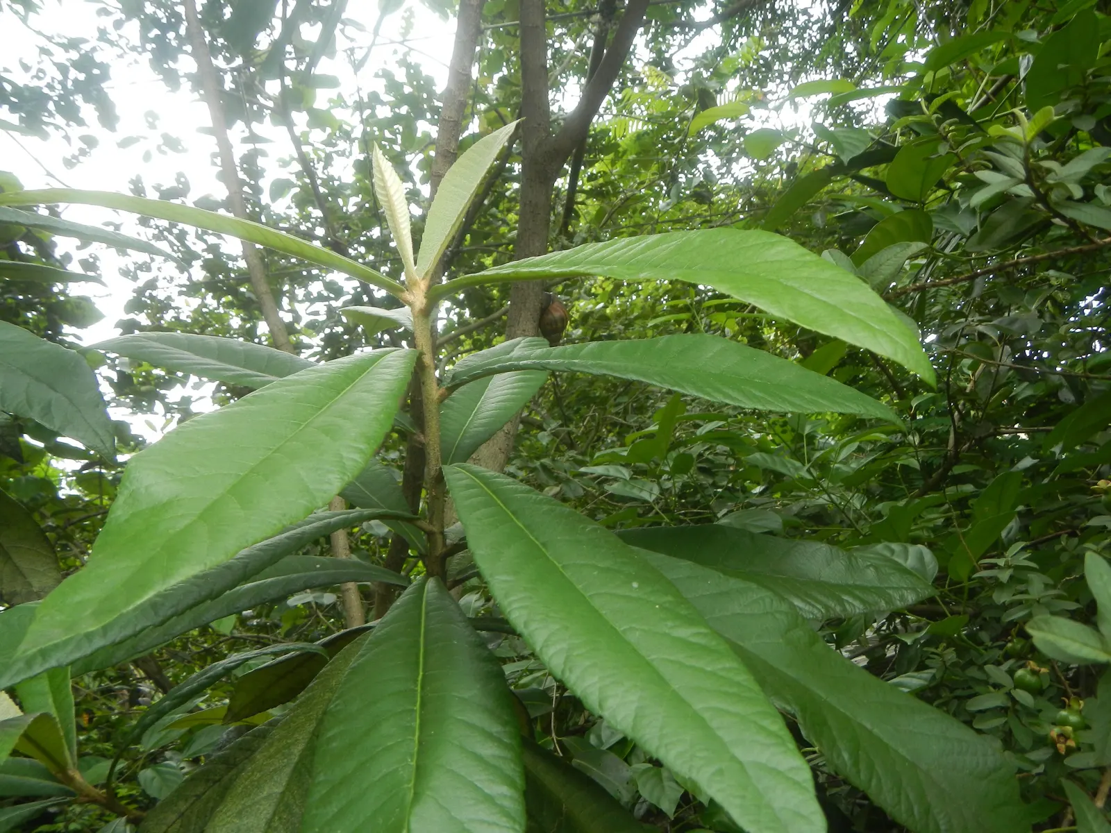 Loquat (Eriobotrya Japonica) — the Loquat reaches heights of 20 to 30 feet with a similar spread; its large, leathery leaves are dark green on top and downy