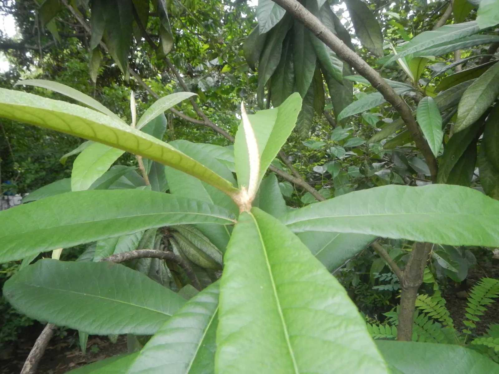 Loquat (Eriobotrya Japonica) — As a member of the Rosaceae family; the Loquat serves well as both an ornamental feature and a practical
