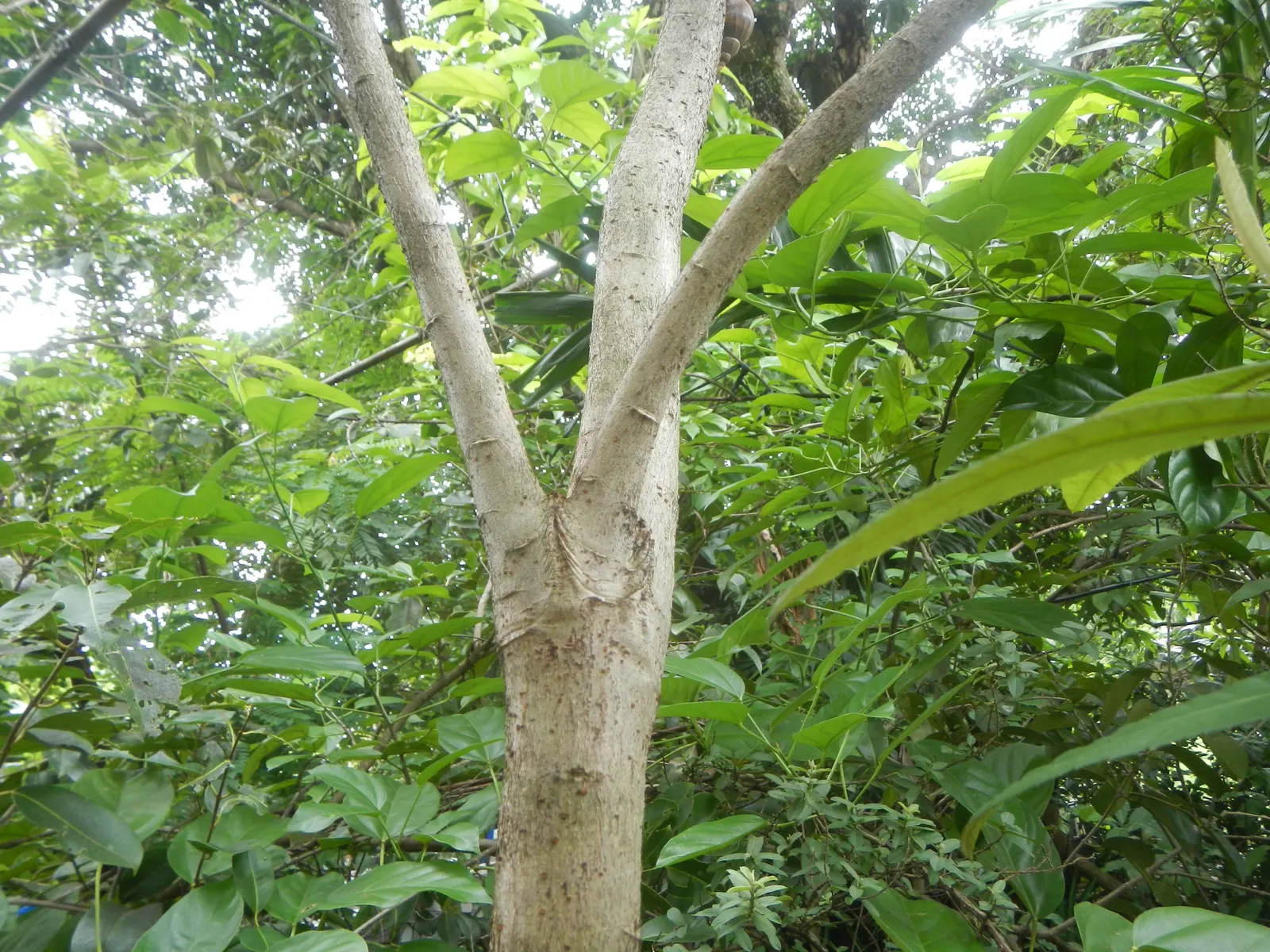 Loquat (Eriobotrya Japonica) — Due to its fruit and attractive foliage; yet it is the late frosts that sometimes threaten the fruit set, image 123
