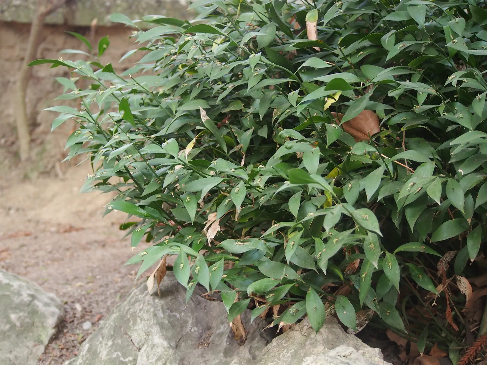 Spineless Butcher's Broom (Ruscus Hypoglossum) — making it an ideal ground cover or low border plant.<br><br>Distinguished by its pseudo-leaves; clumping