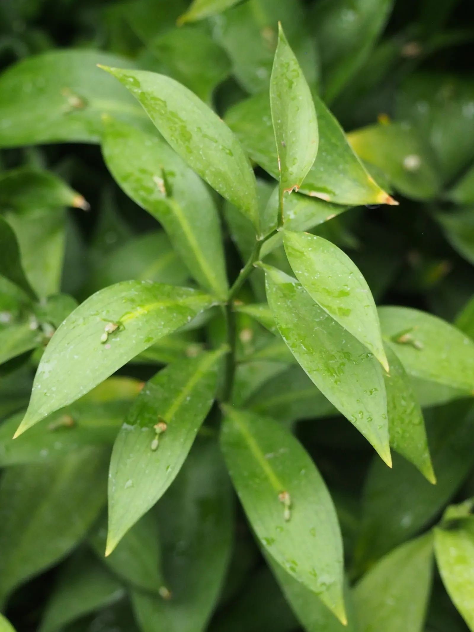 Spineless Butcher's Broom (Ruscus Hypoglossum) — leaf-like structures that are technically modified stems measuring up to 2 inches long; this robust understory