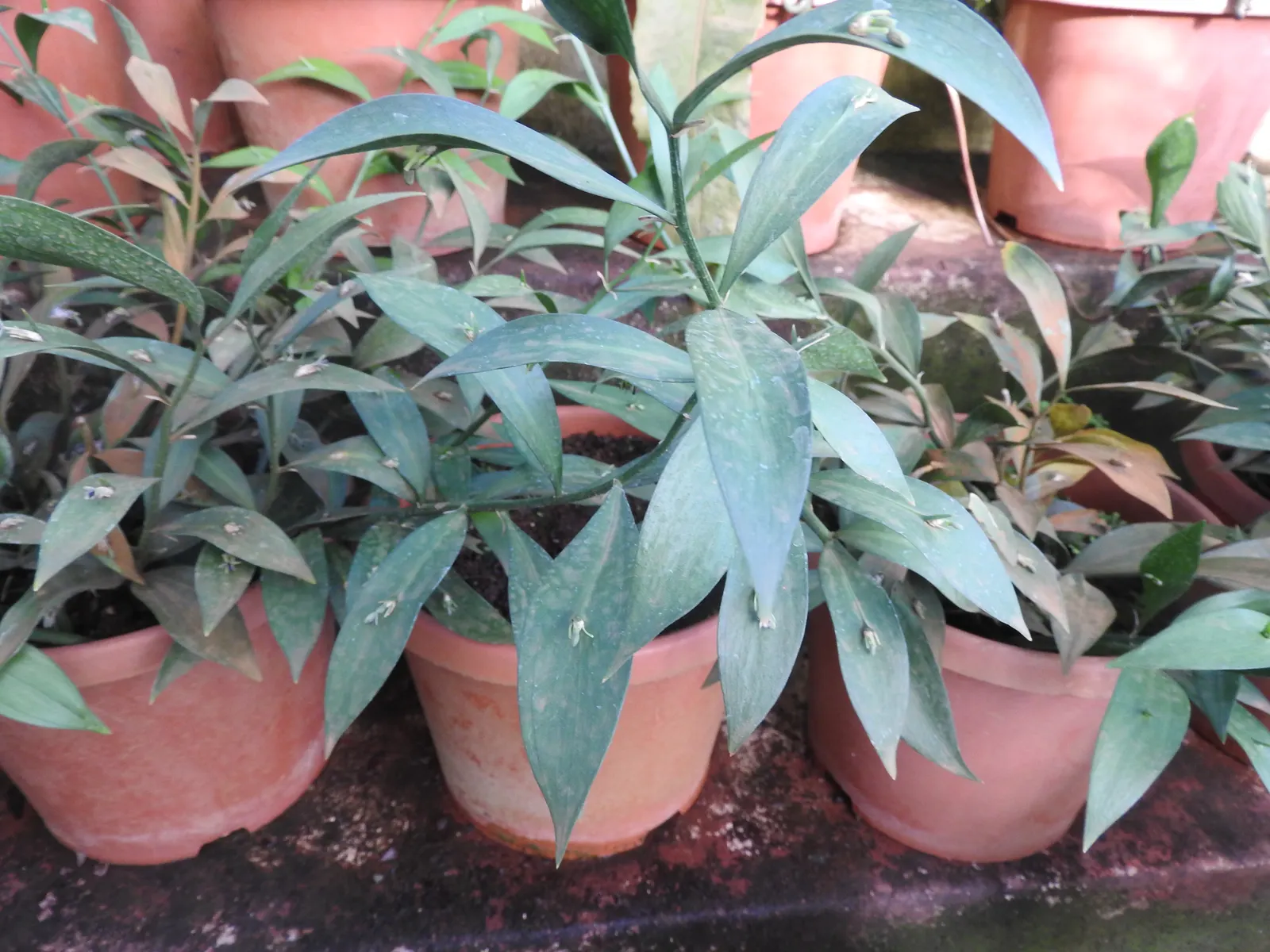 Spineless Butcher's Broom (Ruscus Hypoglossum) — striking red berries may develop
