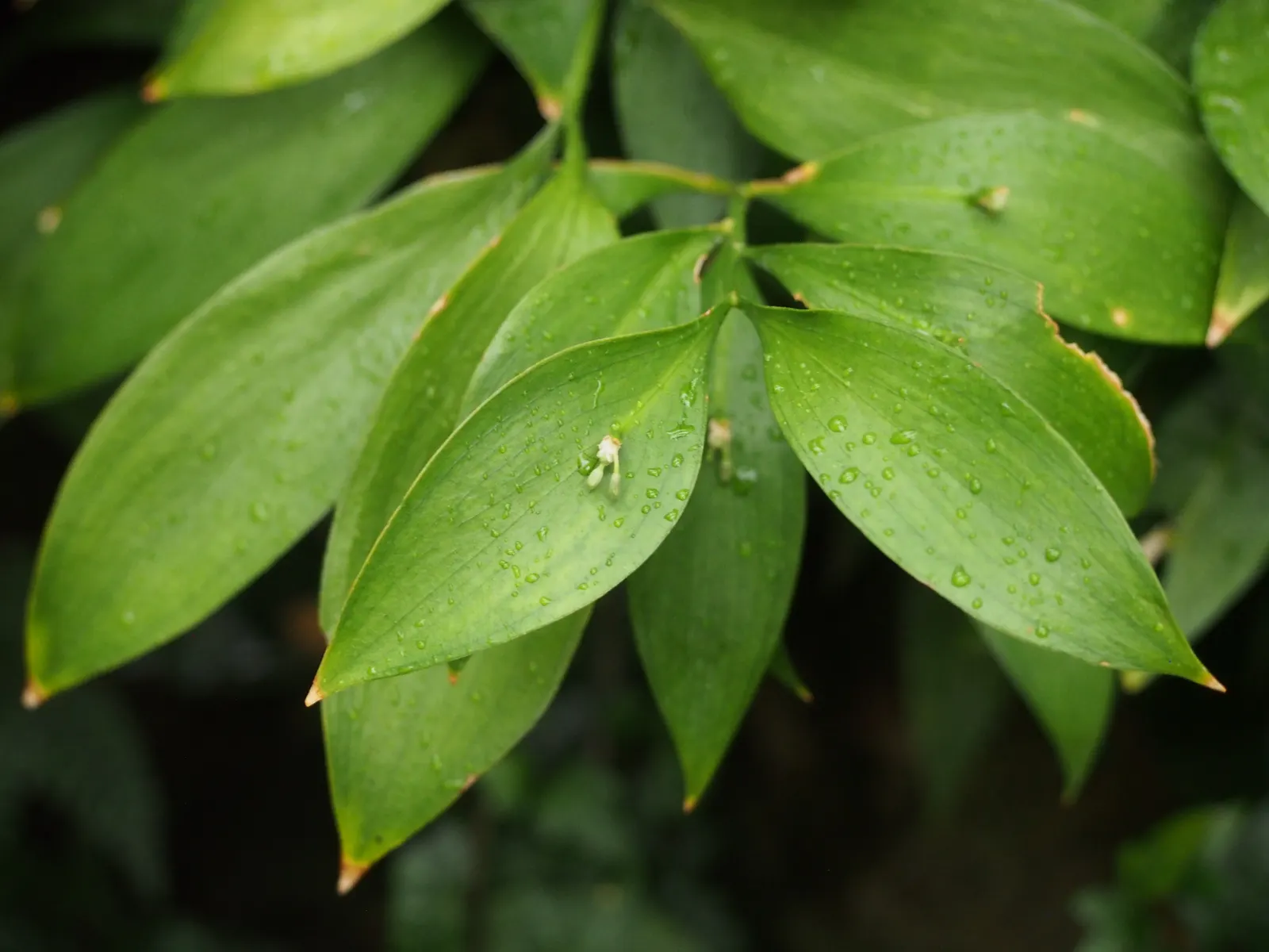 Spineless Butcher's Broom (Ruscus Hypoglossum) — which further add to its ornamental appeal; white flowers in the garden