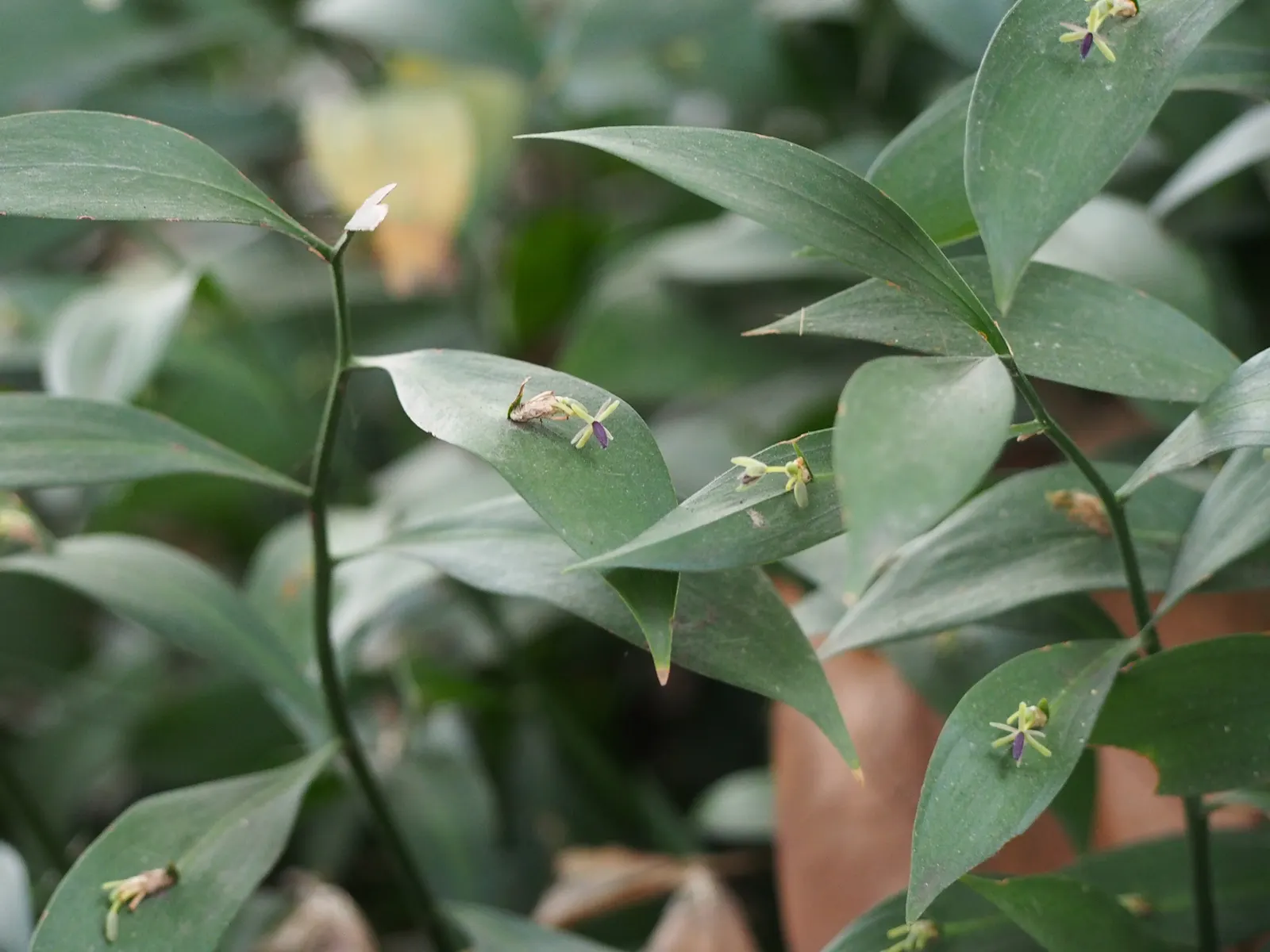Spineless Butcher's Broom (Ruscus Hypoglossum) — Drought-tolerant once established; leaf-like structures that are technically modified stems measuring up to 2