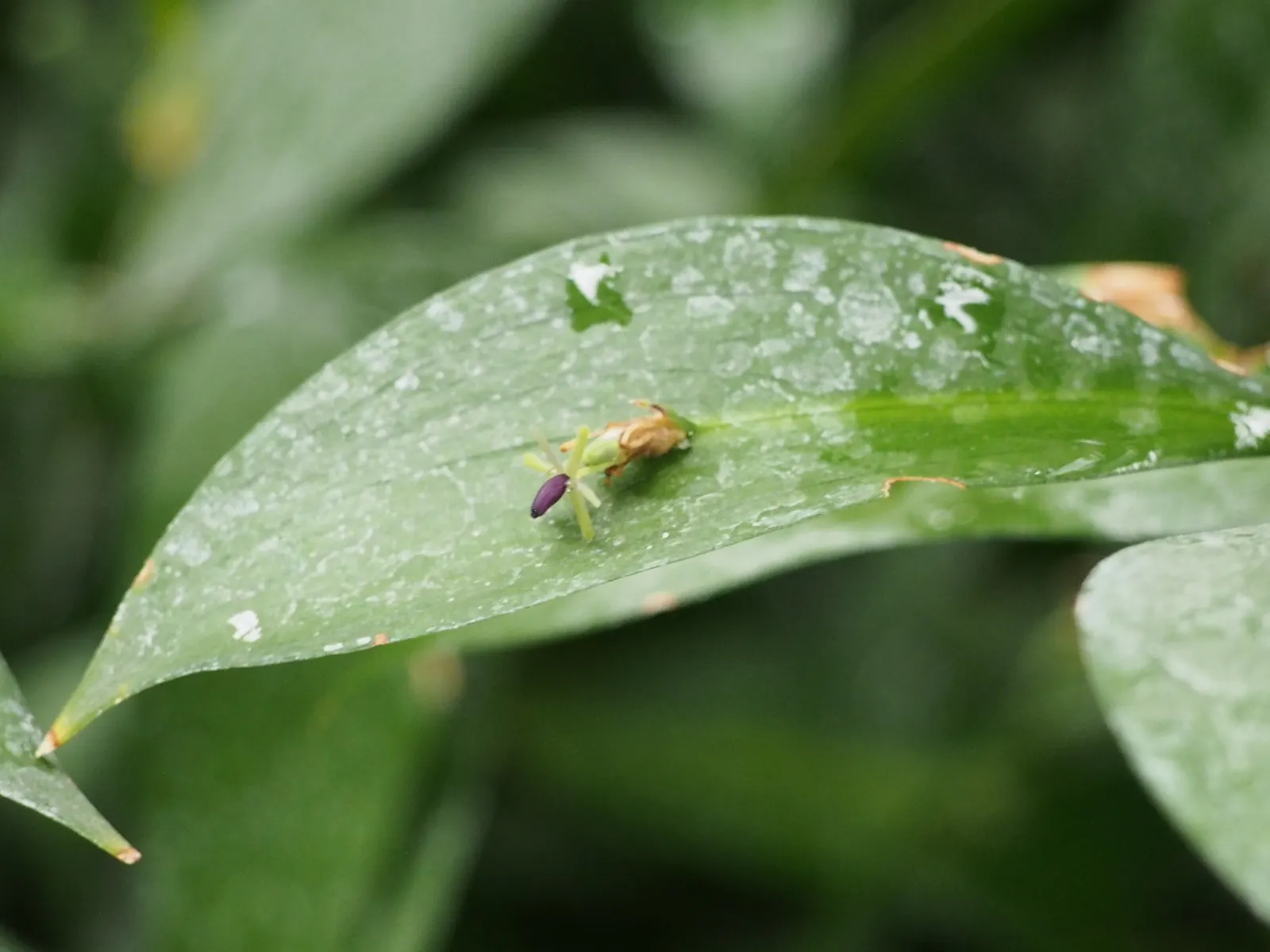 Spineless Butcher's Broom (Ruscus Hypoglossum) — commonly known as the Spineless Butcher's Broom; is an evergreen shrub reaching 2 to 3 feet in height and