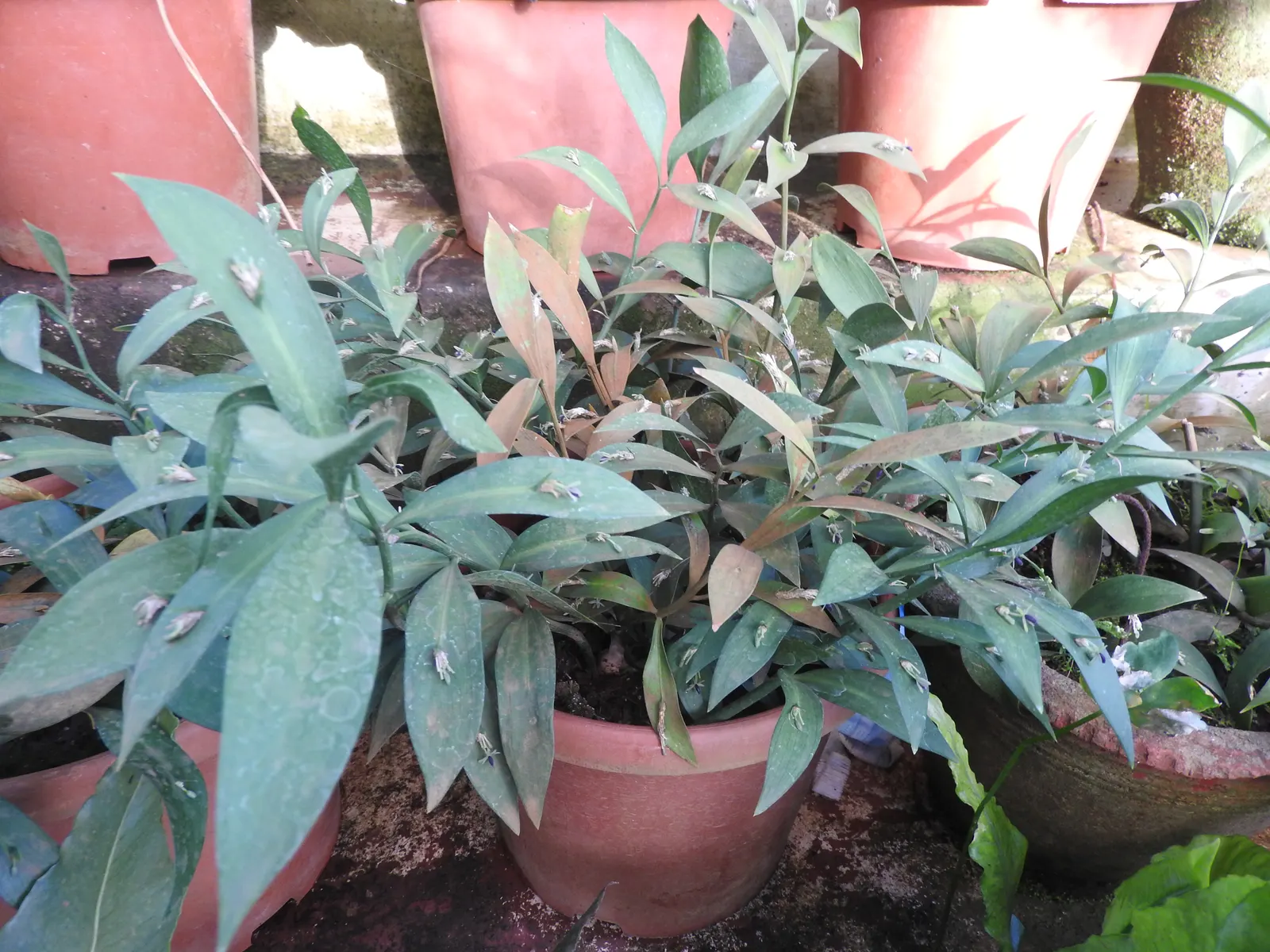 Spineless Butcher's Broom (Ruscus Hypoglossum) — Following the flowering period; it thrives in partial to full shade and well-drained soil