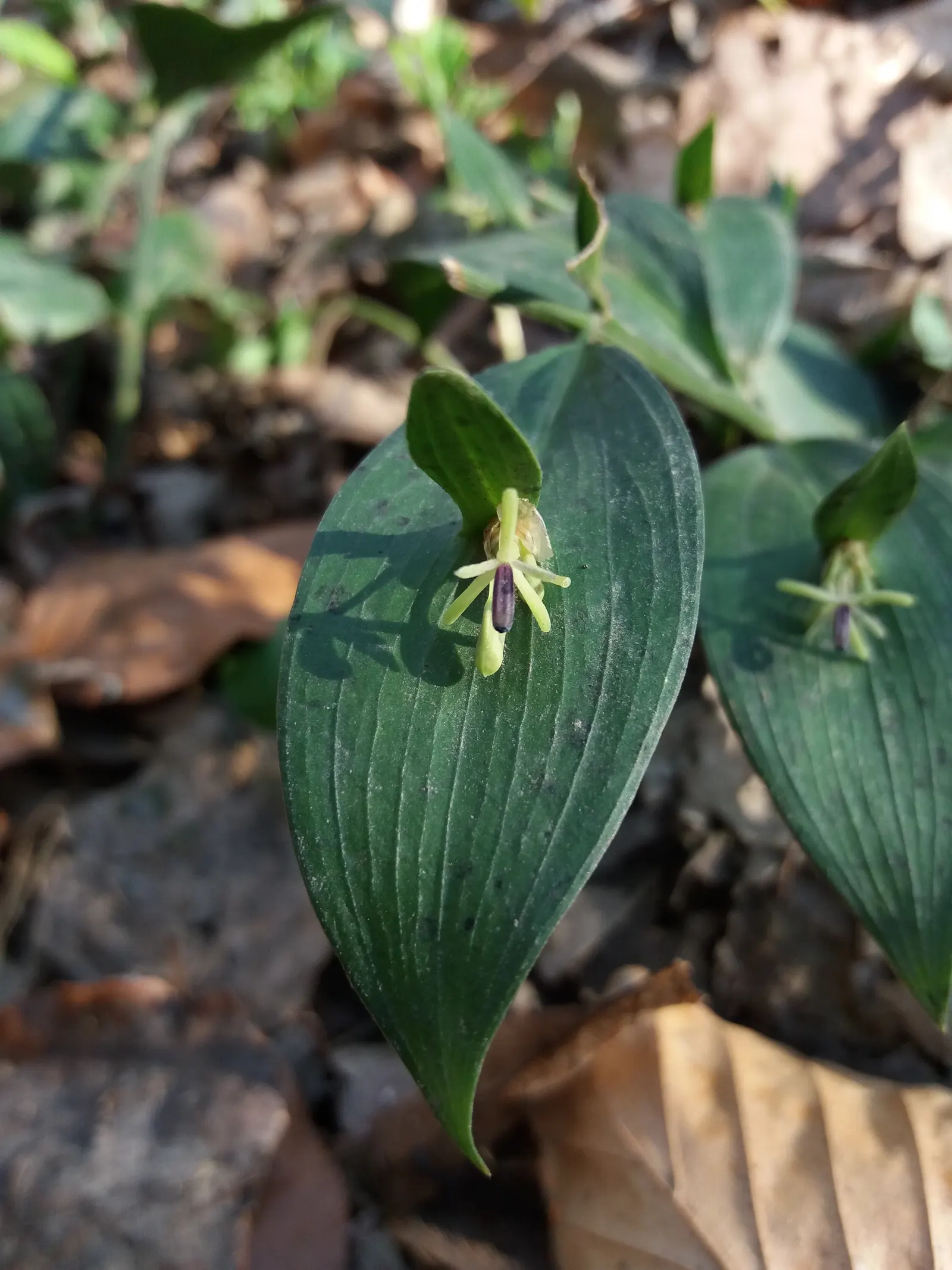 Spineless Butcher's Broom (Ruscus Hypoglossum) — leaf-like structures that are technically modified stems measuring up to 2 inches long