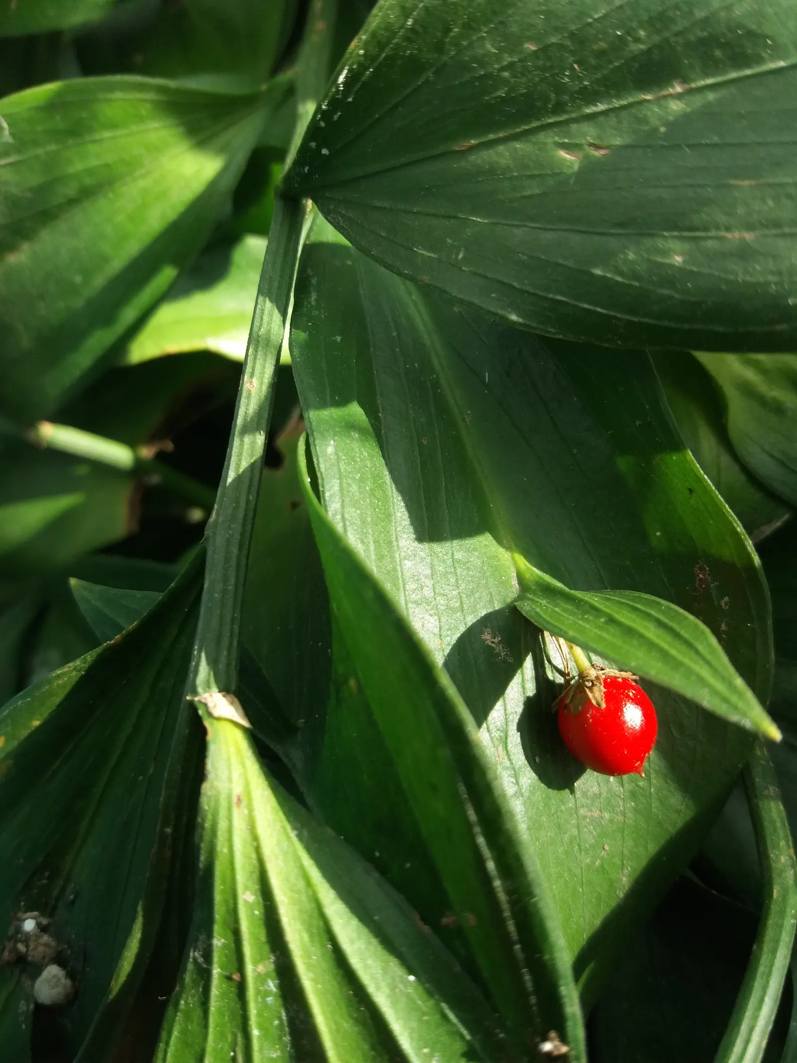 Spineless Butcher's Broom (Ruscus Hypoglossum) — This robust understory shrub reaches heights of approximately 18 to 24 inches with a similar spread; which