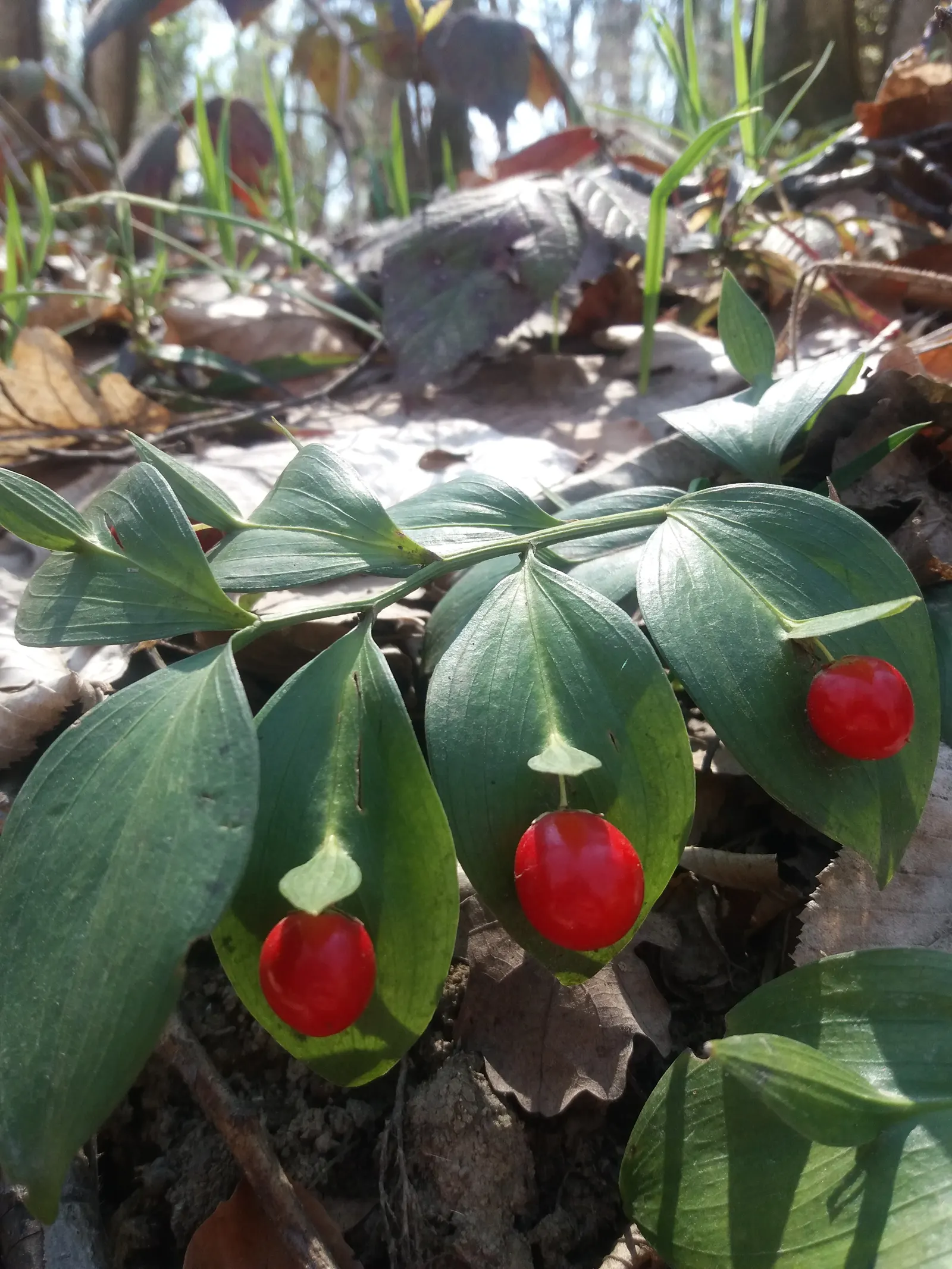 Spineless Butcher's Broom (Ruscus Hypoglossum) — striking red berries may develop; the Spineless Butcher's Broom exhibits flat