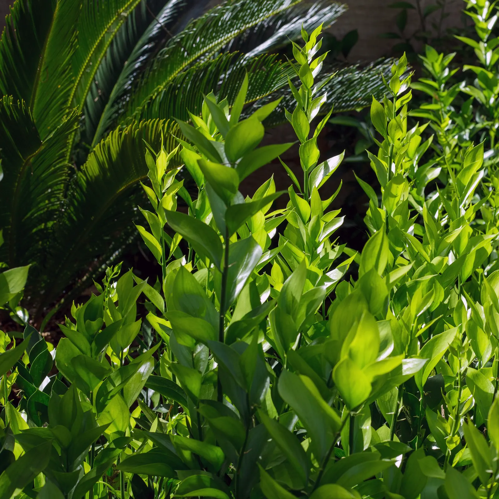 Spineless Butcher's Broom (Ruscus Hypoglossum) — it's perfect for understory plantings or as a low-maintenance ground cover in zones 7-9