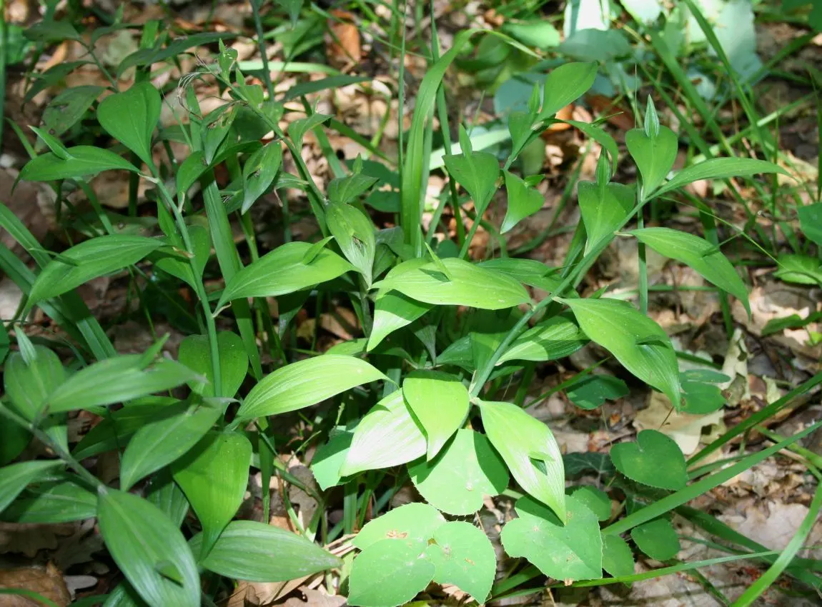 Spineless Butcher's Broom (Ruscus Hypoglossum) — When designing with this plant