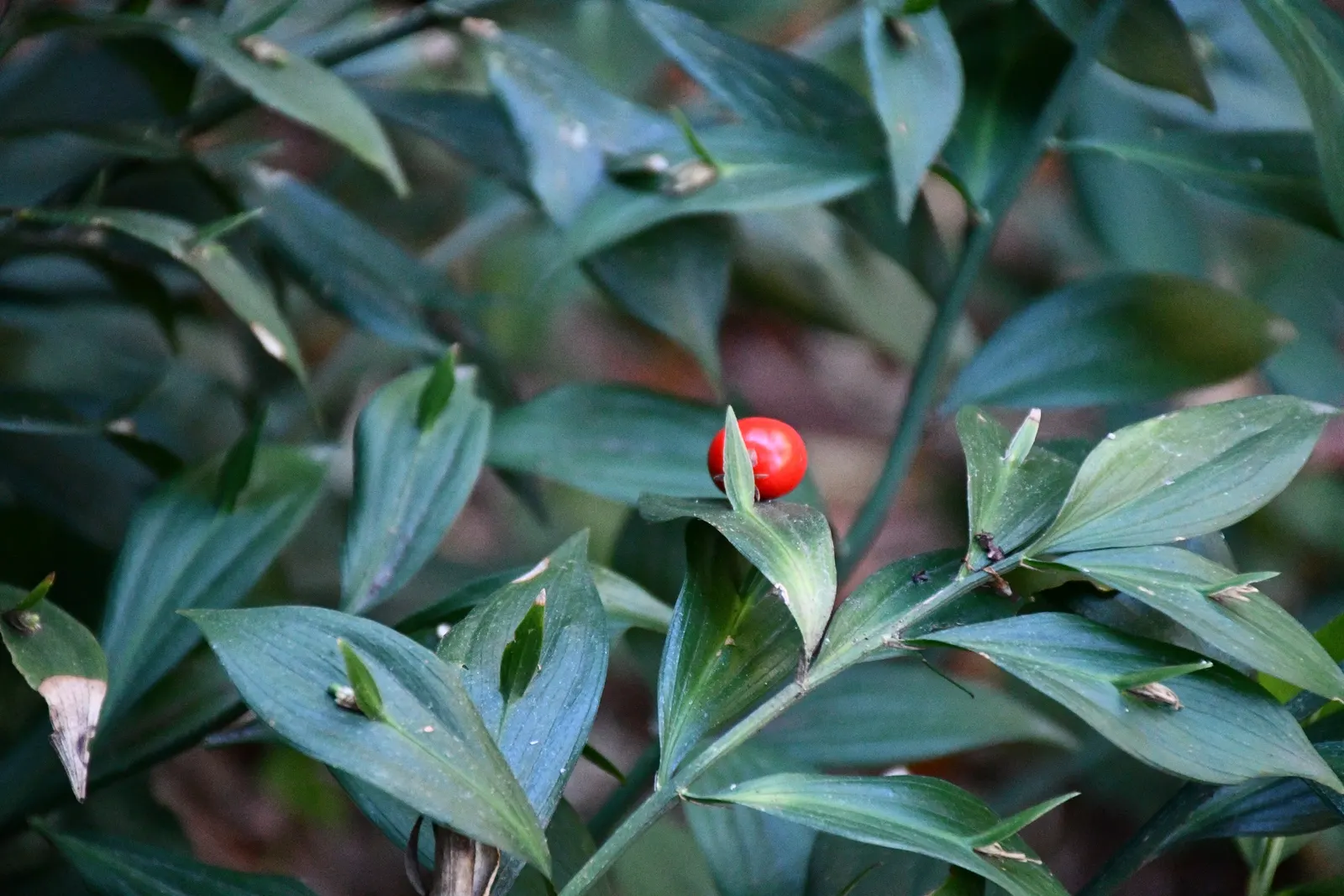 Spineless Butcher's Broom (Ruscus Hypoglossum) — is a versatile and hardy evergreen perennial valued for its unique foliage and architectural form
