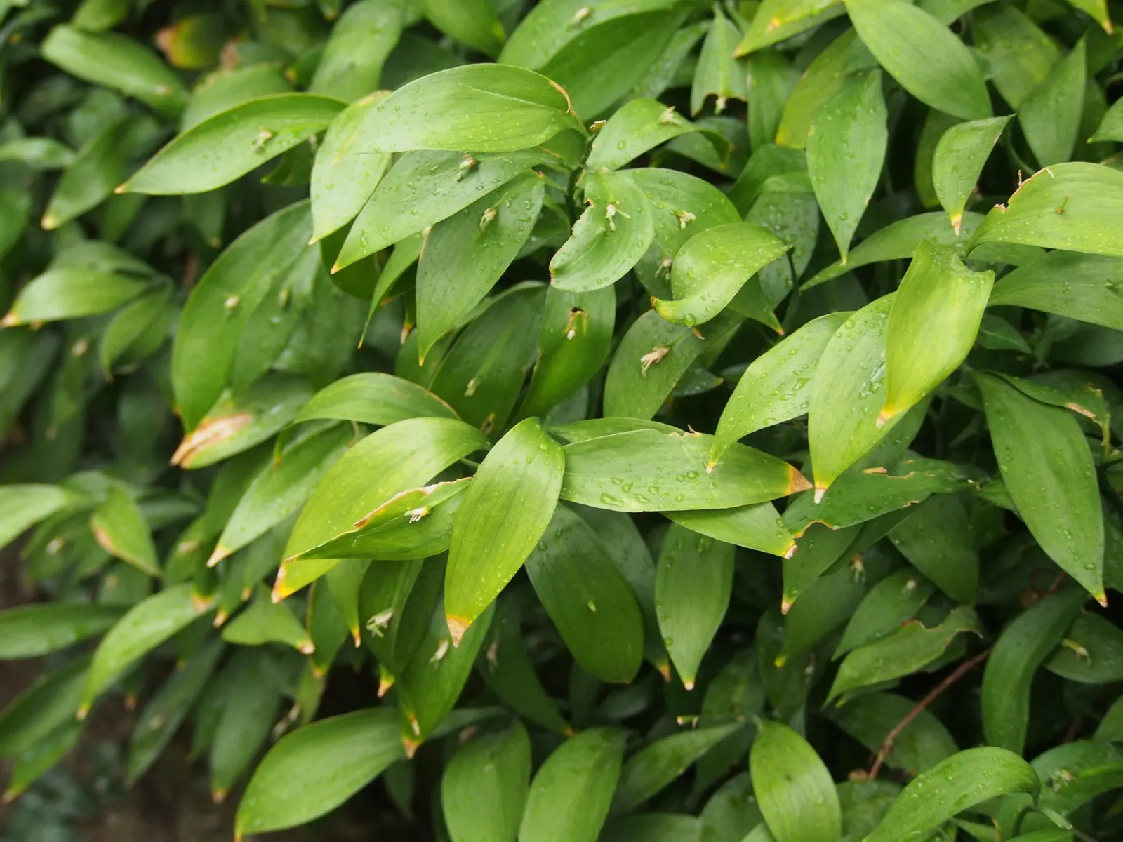 Spineless Butcher's Broom (Ruscus Hypoglossum) — making it a low-maintenance choice for landscapes in USDA zones 7 through 9.<br><br>Moreover