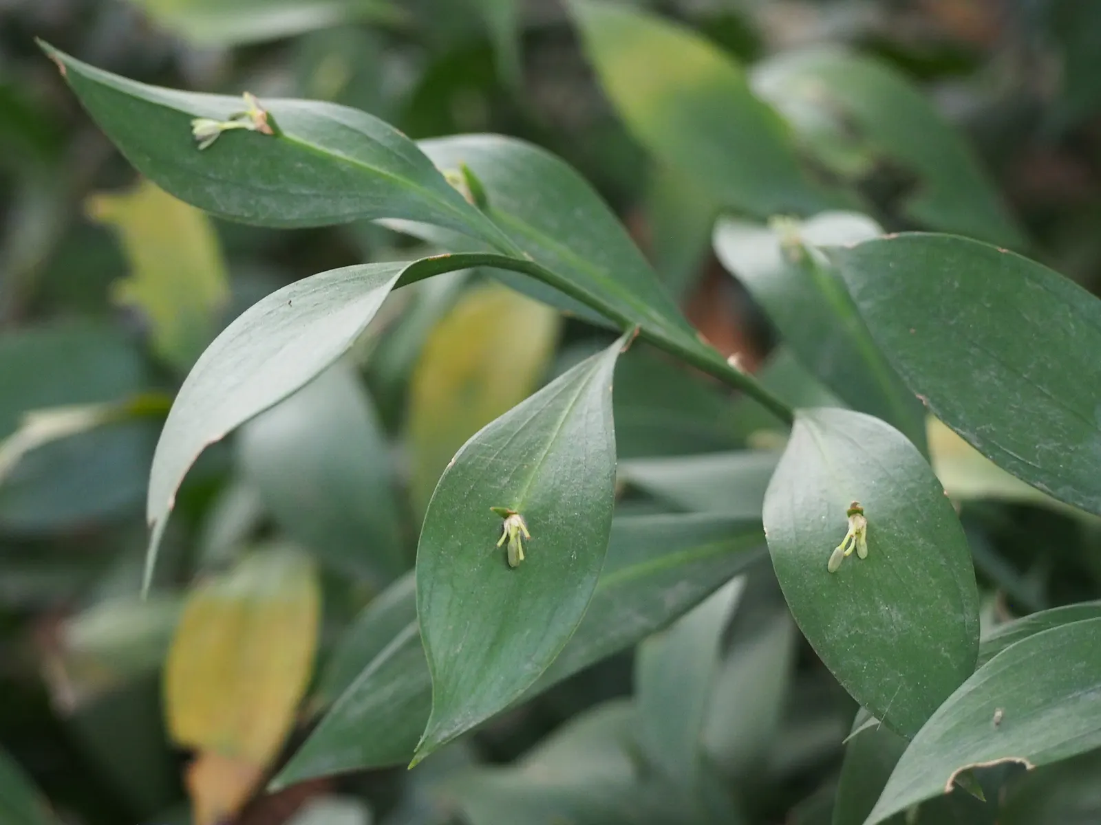 Spineless Butcher's Broom (Ruscus Hypoglossum) — it's perfect for understory plantings or as a low-maintenance ground cover in zones 7-9; this plant