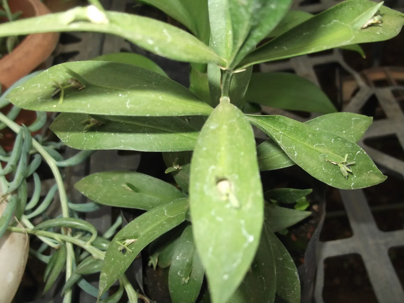 Spineless Butcher's Broom (Ruscus Hypoglossum) — commonly known as the Spineless Butcher's Broom