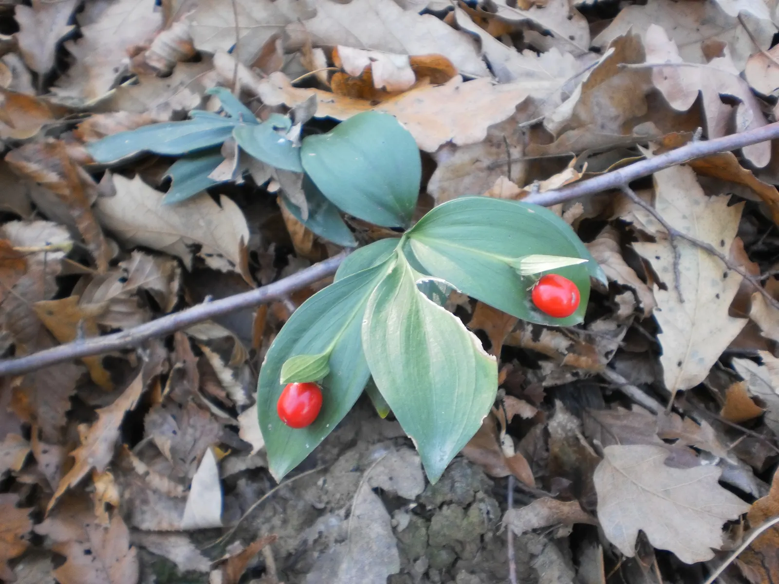Spineless Butcher's Broom (Ruscus Hypoglossum) — inconspicuous white-green flowers