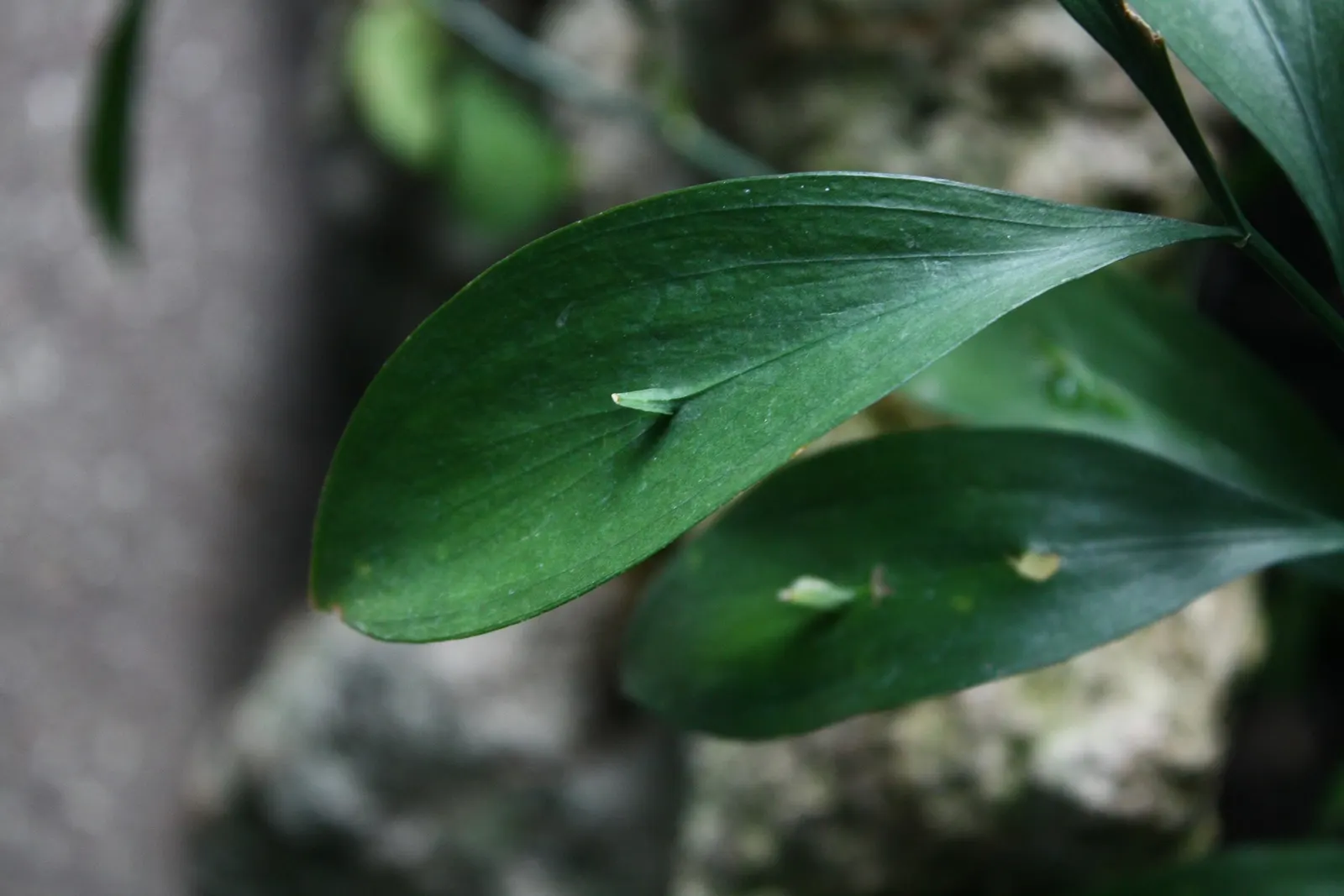 Spineless Butcher's Broom (Ruscus Hypoglossum) — Following the flowering period