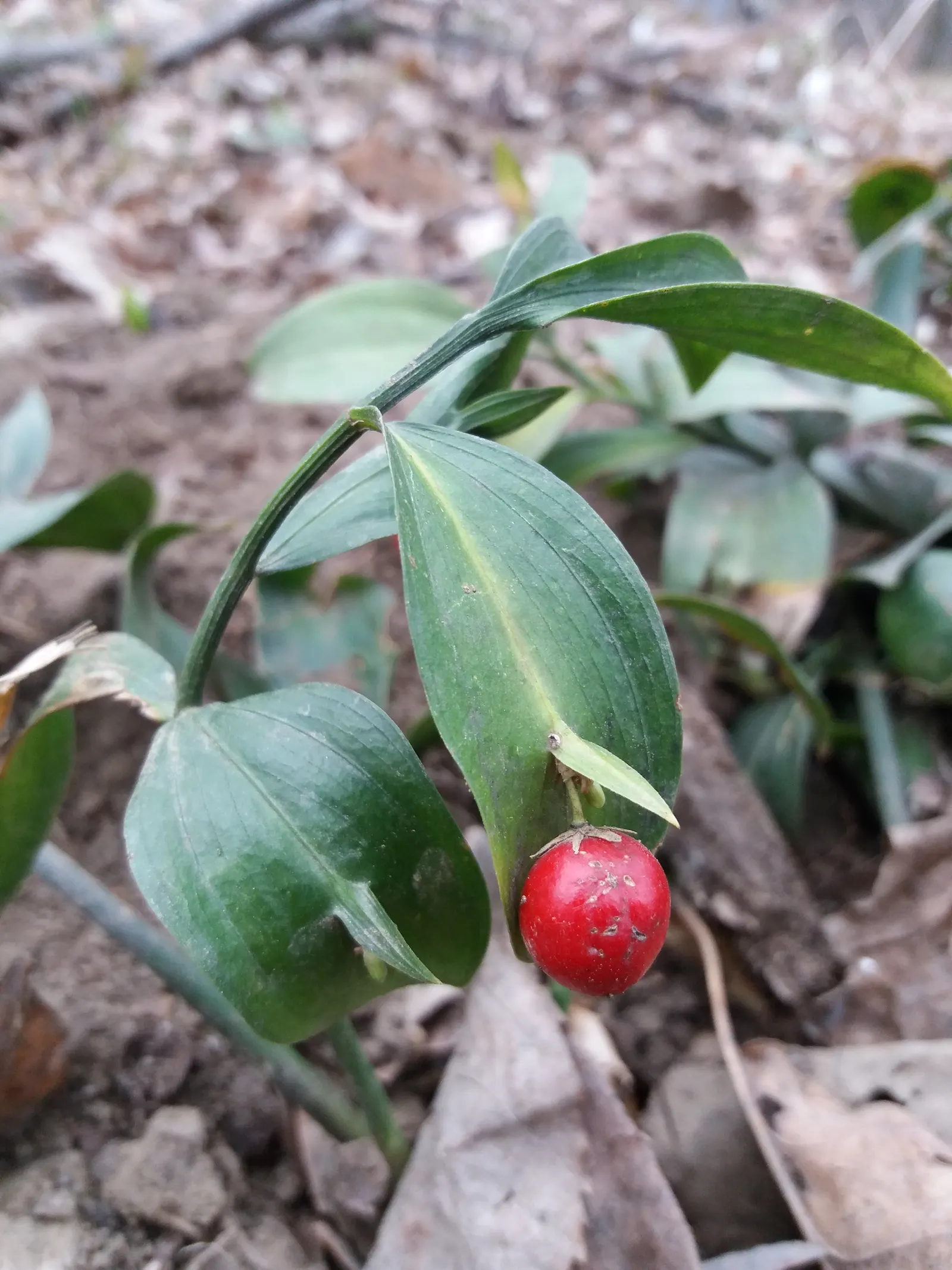 Spineless Butcher's Broom (Ruscus Hypoglossum) — the Spineless Butcher's Broom exhibits flat