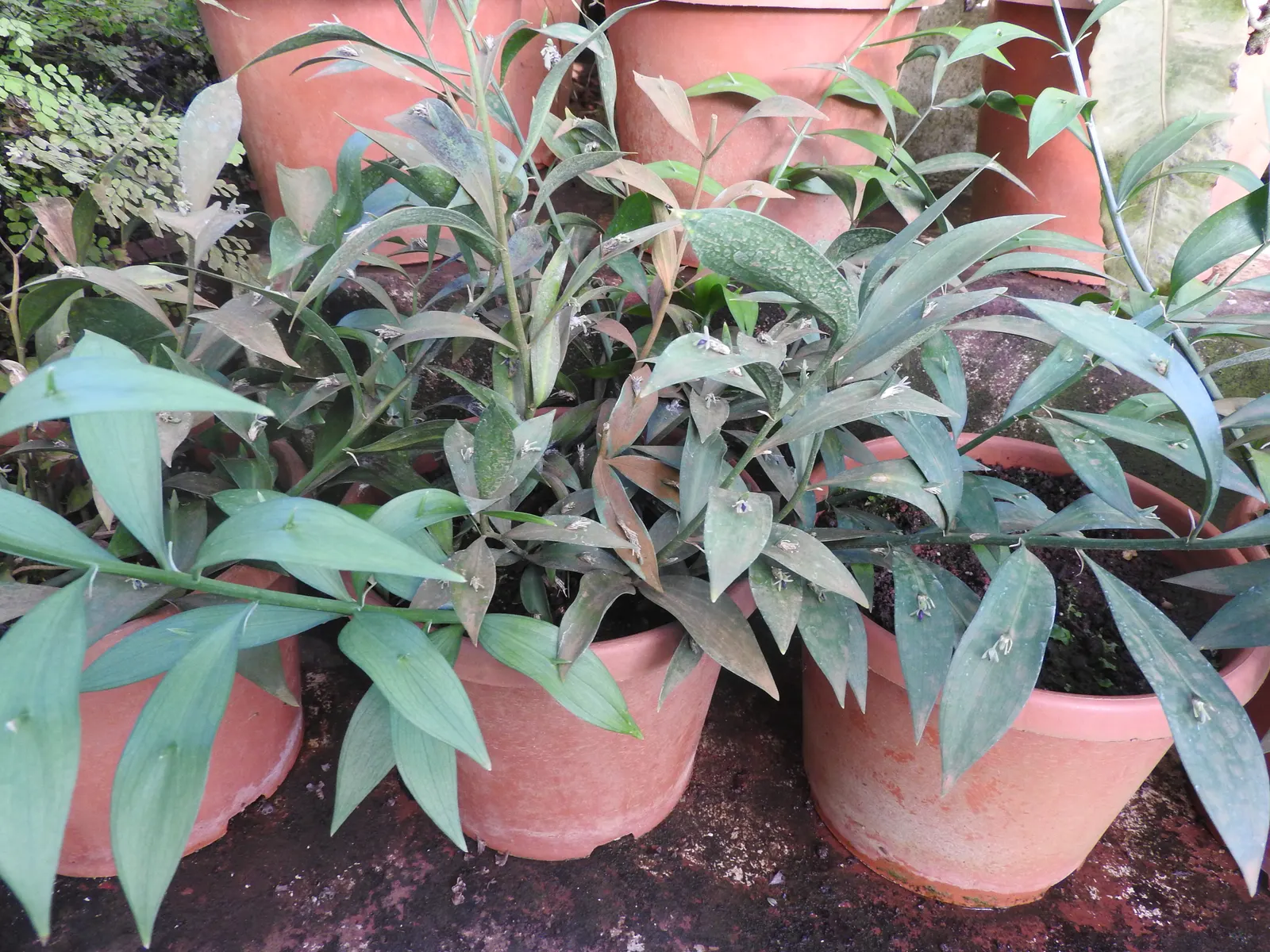 Spineless Butcher's Broom (Ruscus Hypoglossum) — and small white flowers that later develop into red berries; ground cover with white blooms