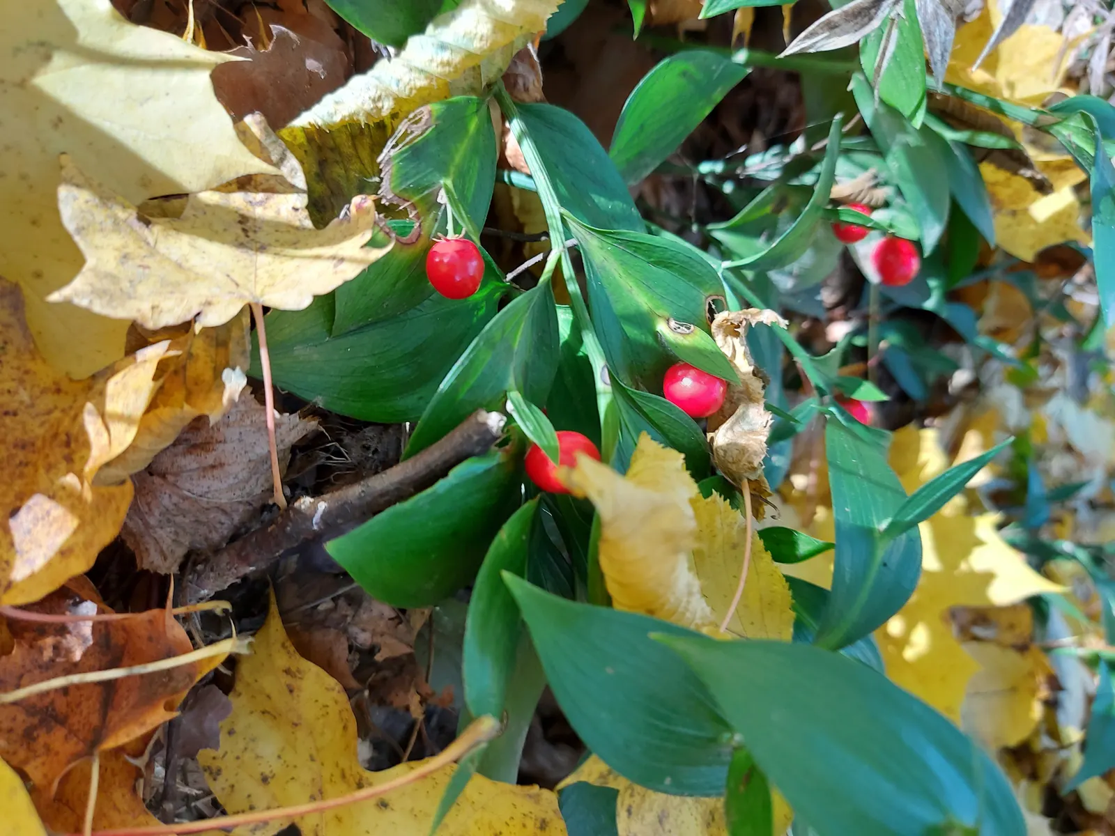 Spineless Butcher's Broom (Ruscus Hypoglossum) — inconspicuous white-green flowers; striking red berries may develop