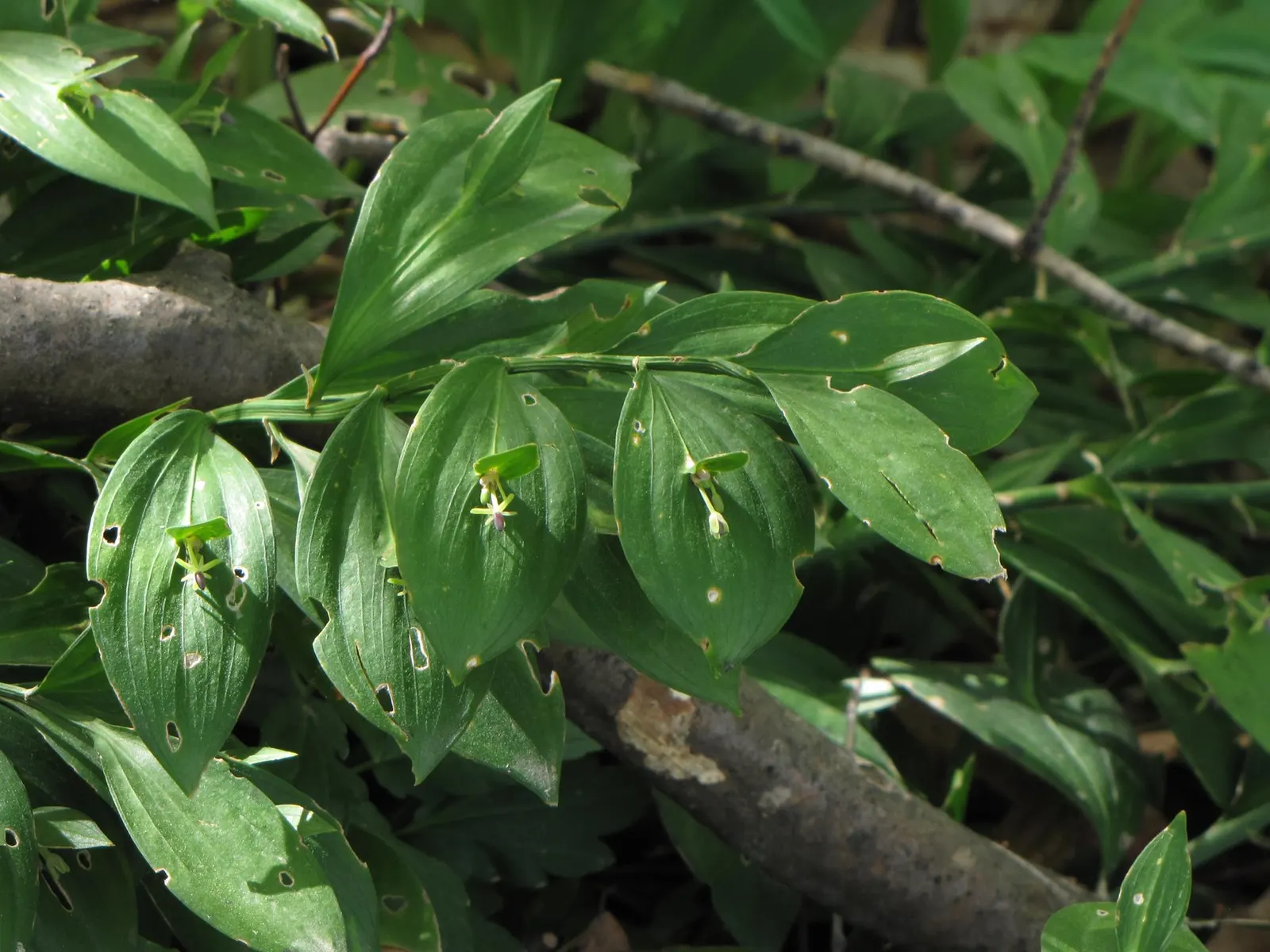 Spineless Butcher's Broom (Ruscus Hypoglossum) — This plant demonstrates superior drought tolerance once established