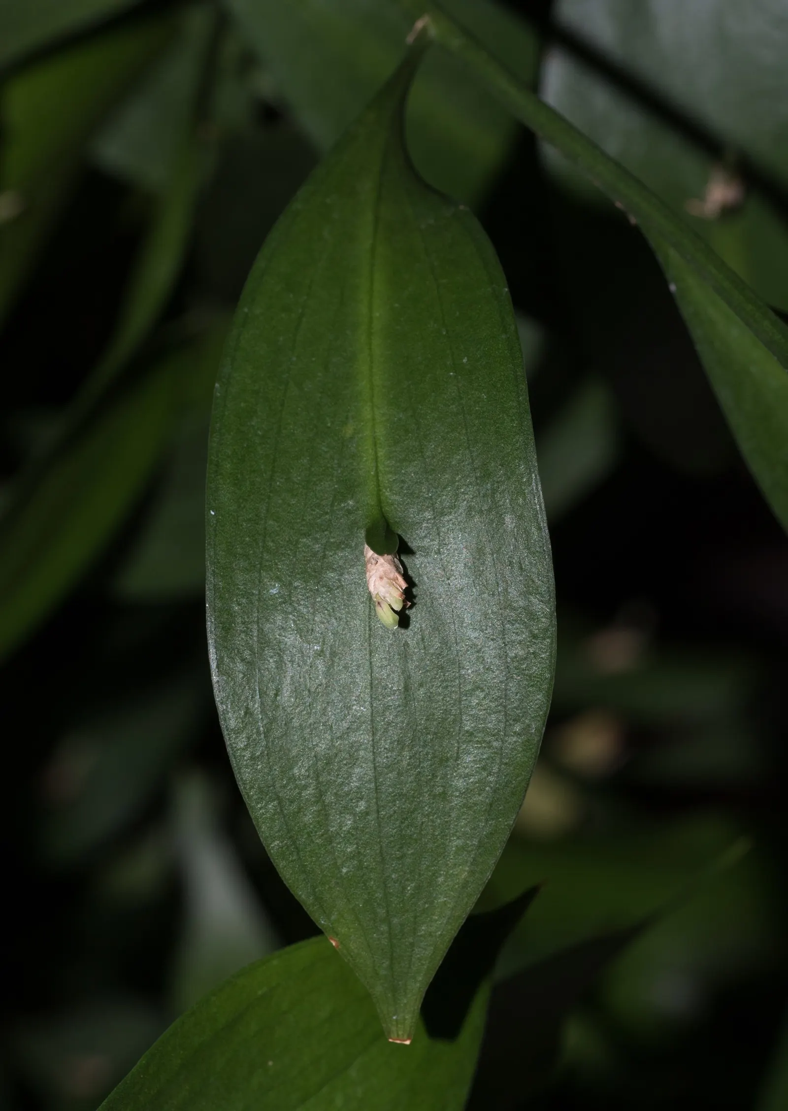 Spineless Butcher's Broom (Ruscus Hypoglossum) — This robust understory shrub reaches heights of approximately 18 to 24 inches with a similar spread