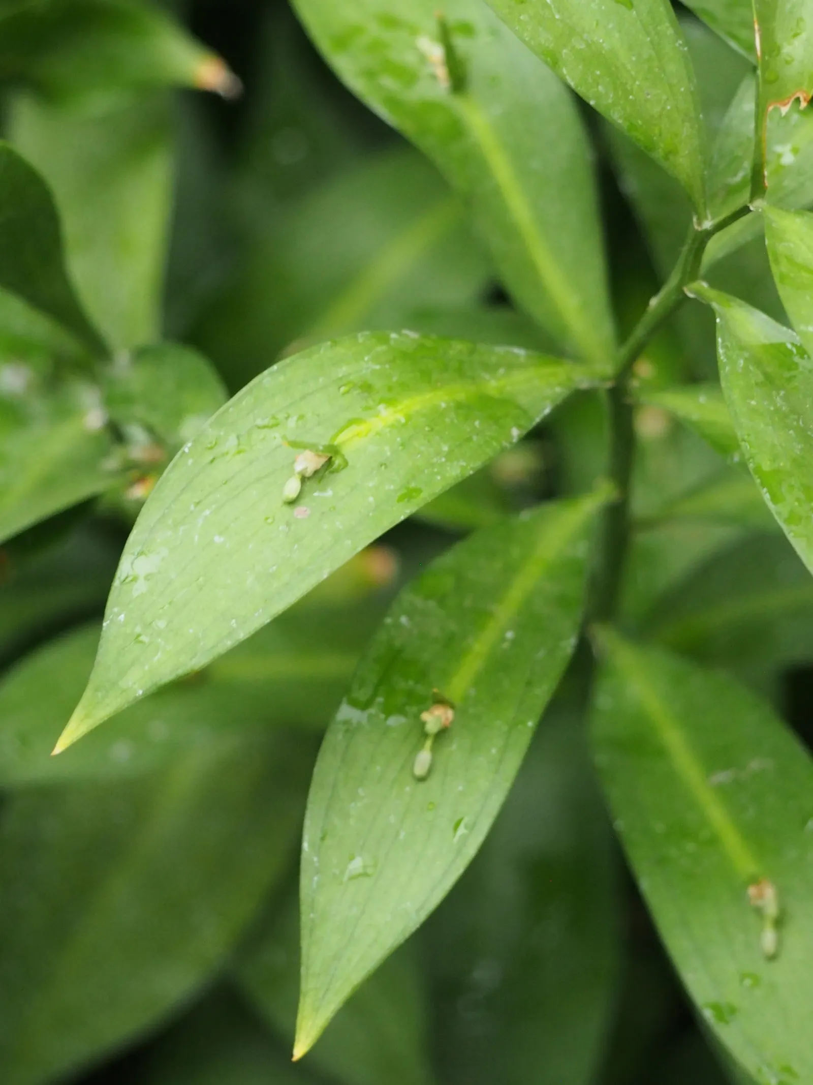 Spineless Butcher's Broom (Ruscus Hypoglossum) — is a versatile and hardy evergreen perennial valued for its unique foliage and architectural form; commonly