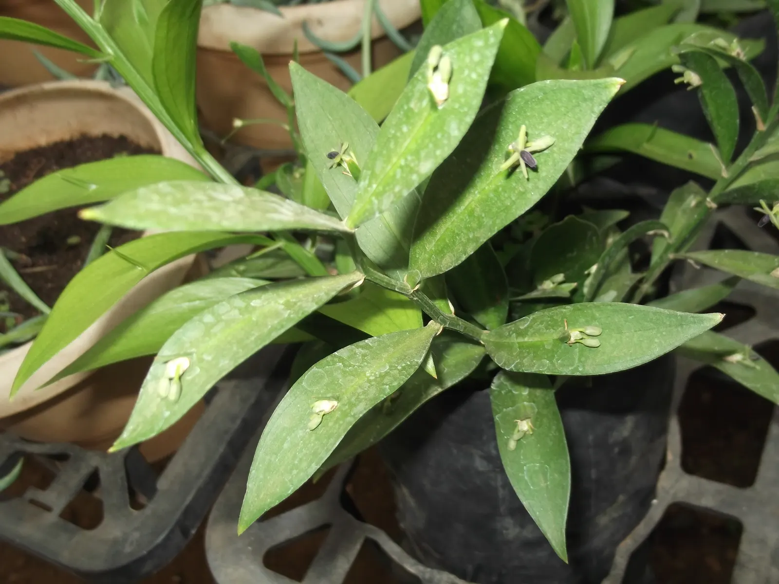Spineless Butcher's Broom (Ruscus Hypoglossum) — making it an ideal ground cover or low border plant.<br><br>Distinguished by its pseudo-leaves