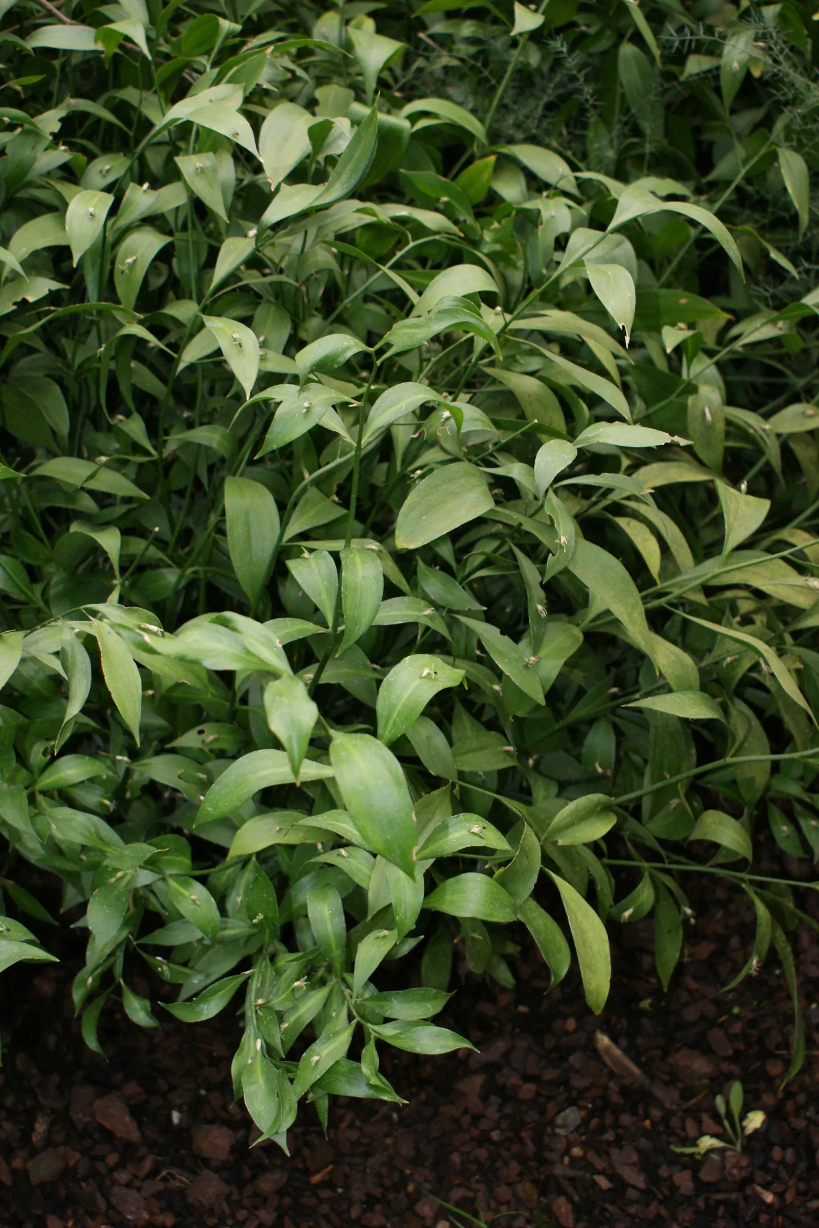 Spineless Butcher's Broom (Ruscus Hypoglossum) — It thrives in partial to full shade and well-drained soil; drought-tolerant once established