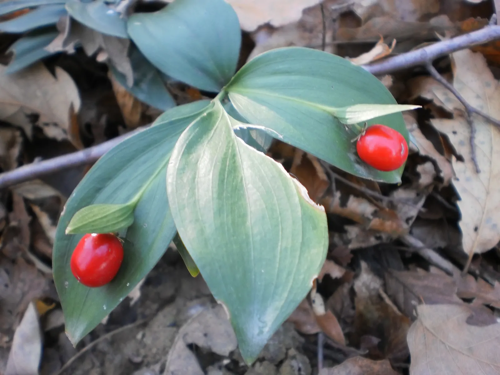 Spineless Butcher's Broom (Ruscus Hypoglossum) — the Spineless Butcher's Broom exhibits flat; flattened stems resembling leaves