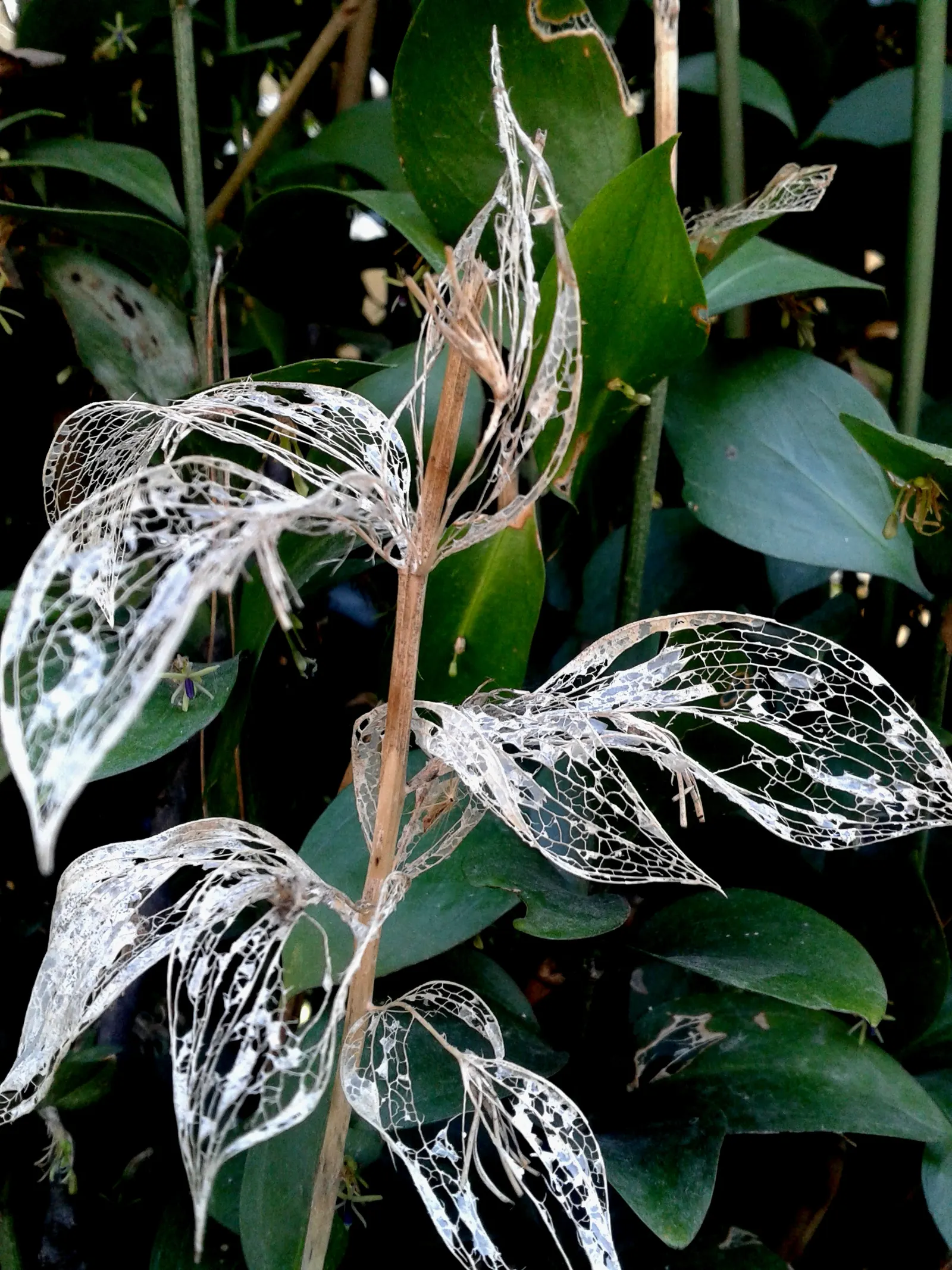 Spineless Butcher's Broom (Ruscus Hypoglossum) — which further add to its ornamental appeal