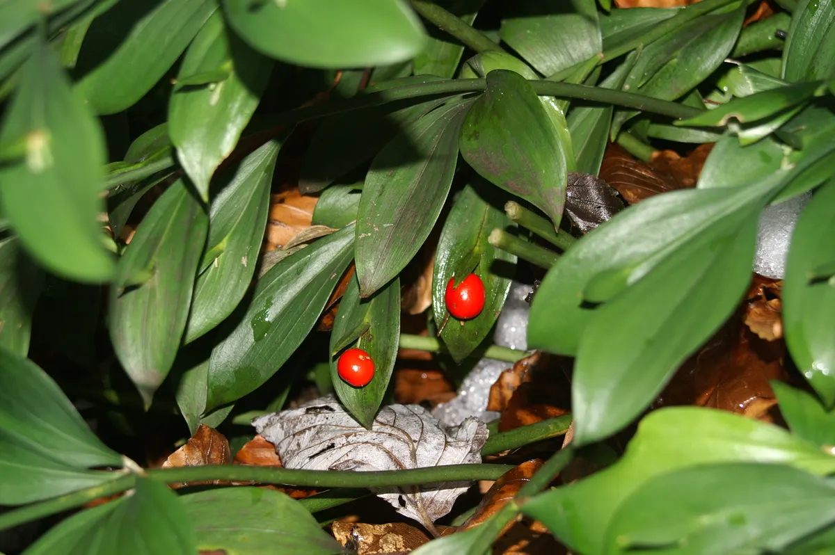 Spineless Butcher's Broom (Ruscus Hypoglossum) — white flowers in the garden
