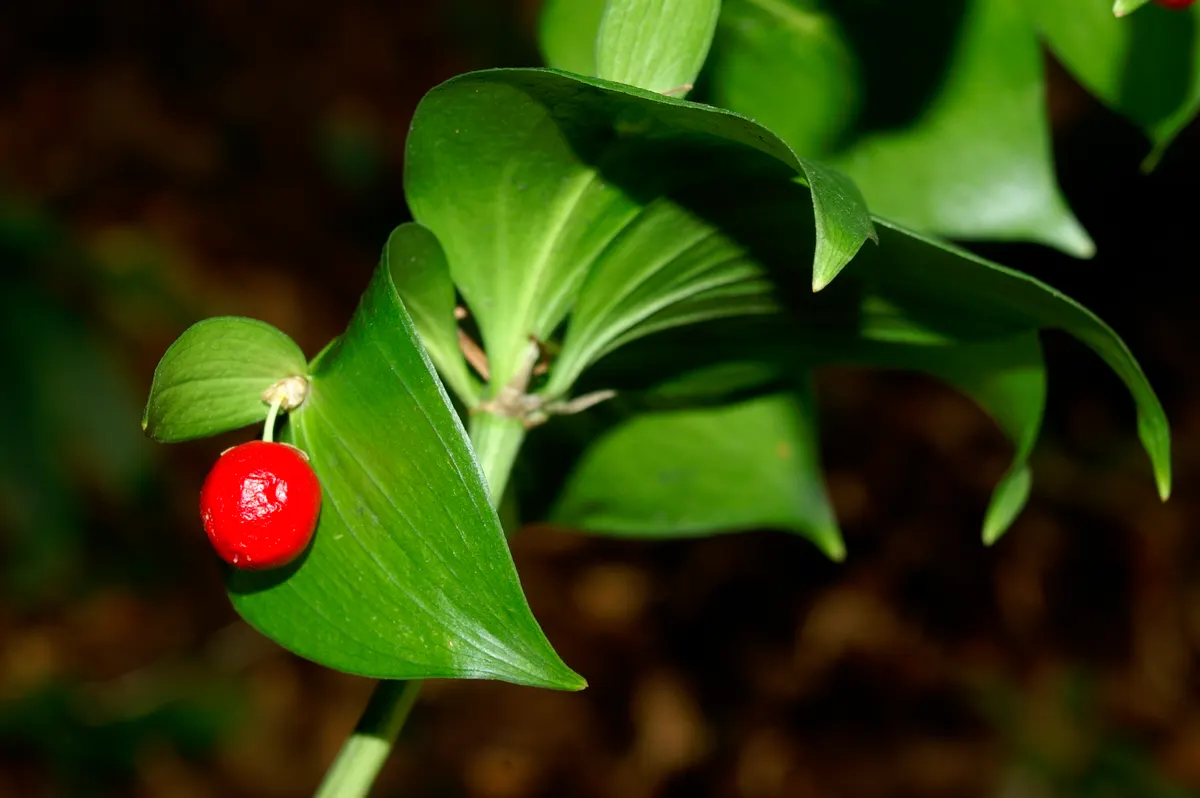 Spineless Butcher's Broom (Ruscus Hypoglossum) — Ruscus hypoglossum prefers well-drained soils and can thrive in both full shade and partial sunlight