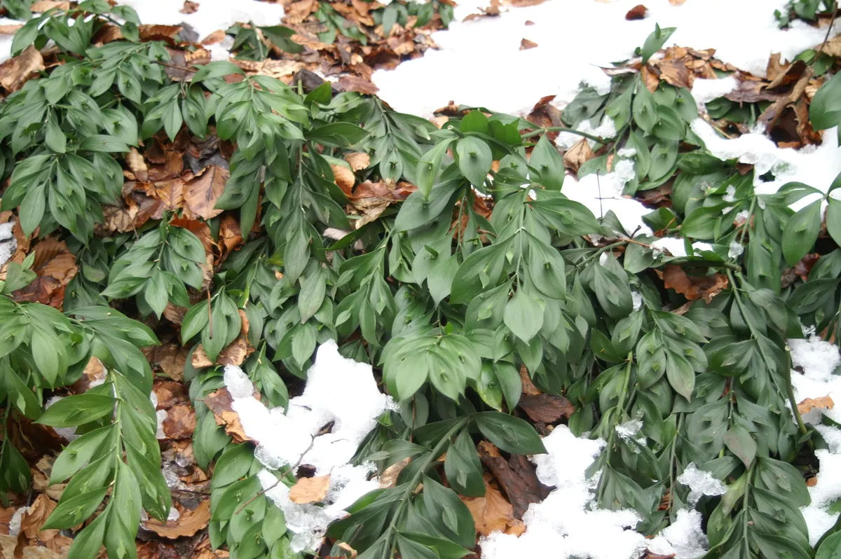 Spineless Butcher's Broom (Ruscus Hypoglossum) — ground cover with white blooms
