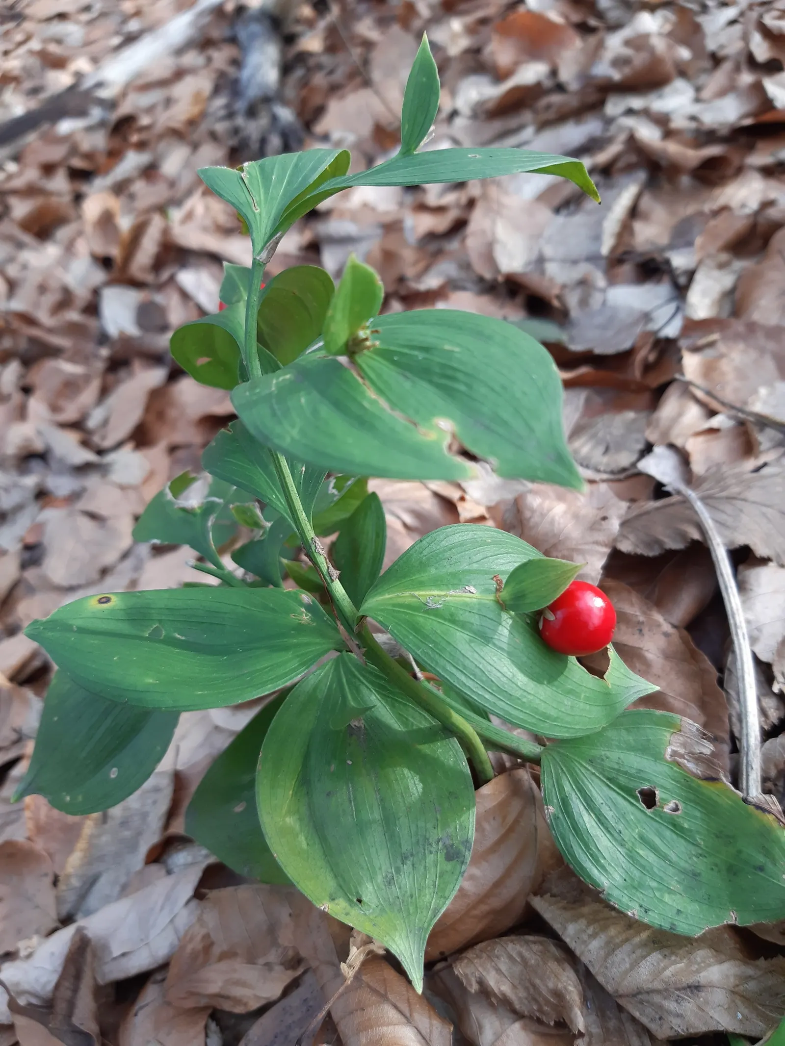 Spineless Butcher's Broom (Ruscus Hypoglossum) — flattened stems resembling leaves