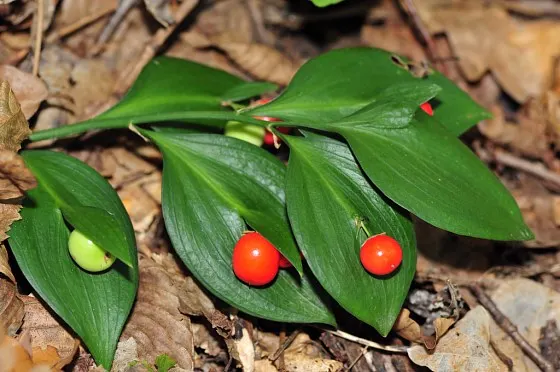 Spineless Butcher's Broom (Ruscus Hypoglossum) — is an evergreen shrub reaching 2 to 3 feet in height and spread