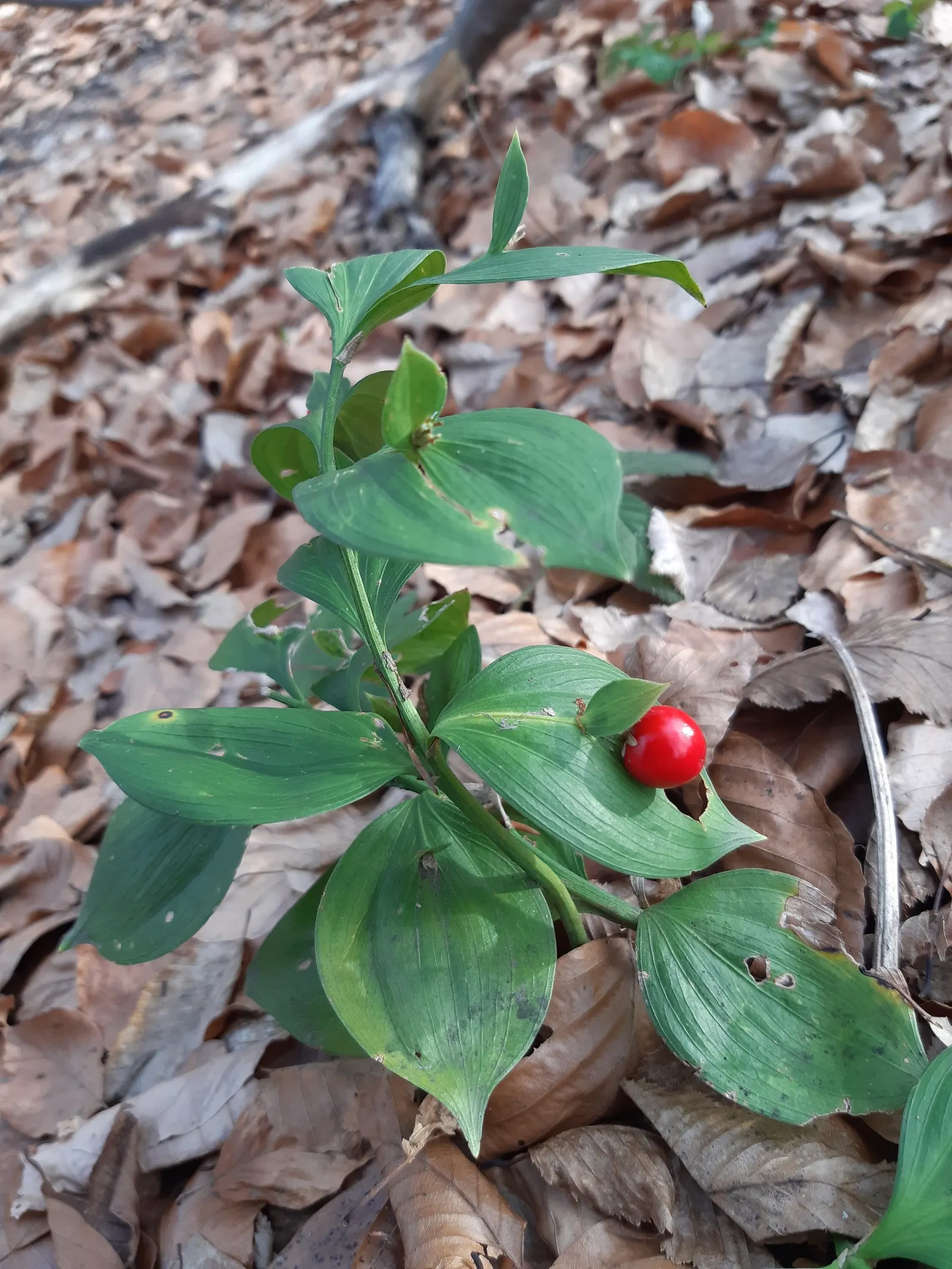 Spineless Butcher's Broom (Ruscus Hypoglossum) — and small white flowers that later develop into red berries