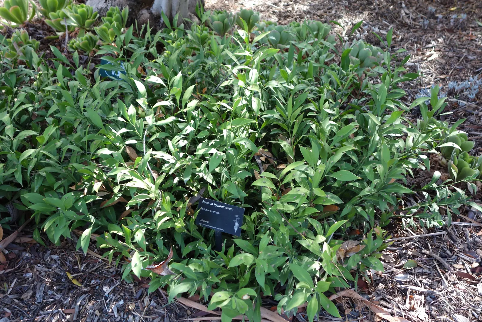 Spineless Butcher's Broom (Ruscus Hypoglossum) — It thrives in partial to full shade and well-drained soil