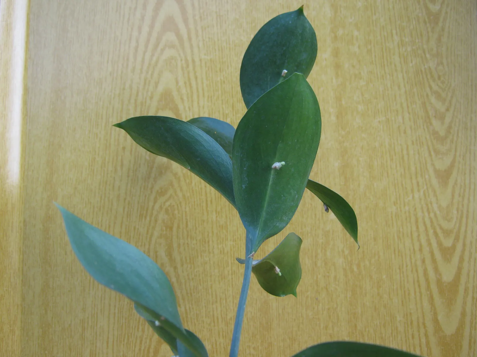 Spineless Butcher's Broom (Ruscus Hypoglossum) — providing a pop of color in the fall and winter months.<br><br>Adaptable to a wide range of growing conditions